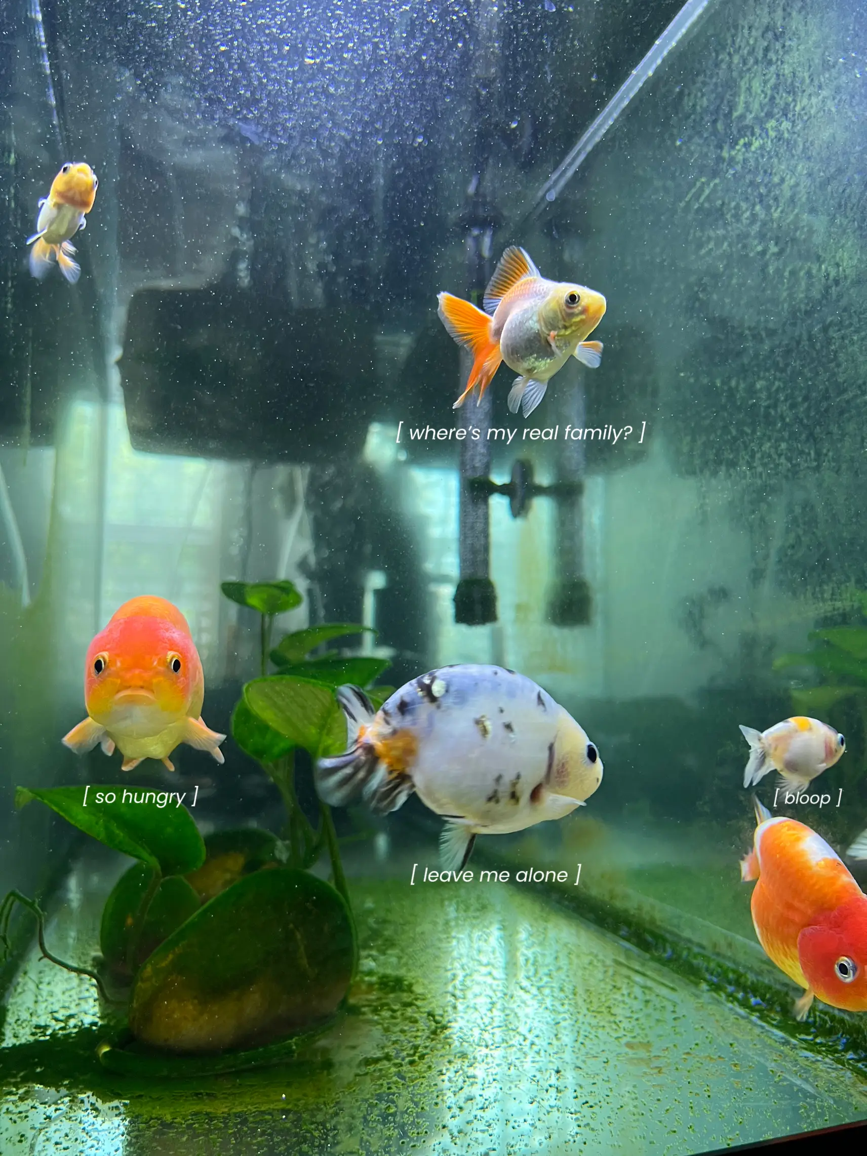 cute ranchu goldies✨, Gallery posted by yela
