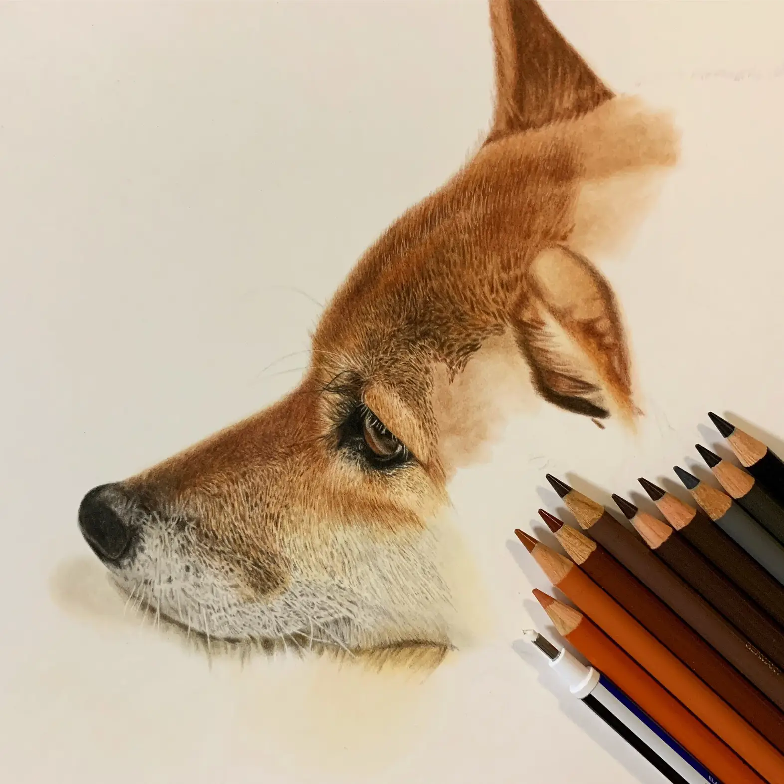 自筆の水彩色鉛筆画です、我が家の柴犬を描きました題して「その寝方