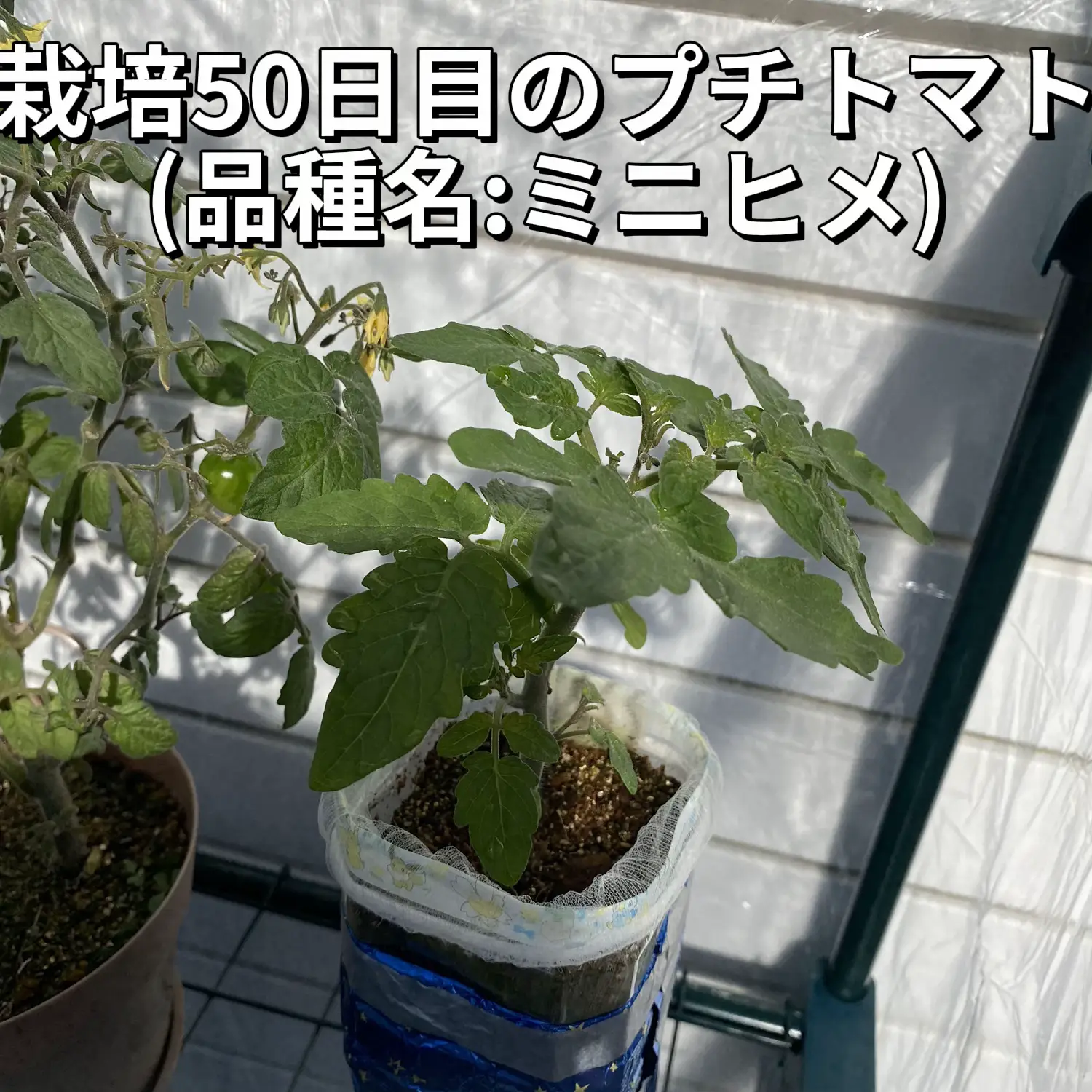 プチトマト写真館 DAISO栽培キットプチトマト🍅 | いつきが投稿したフォトブック | Lemon8