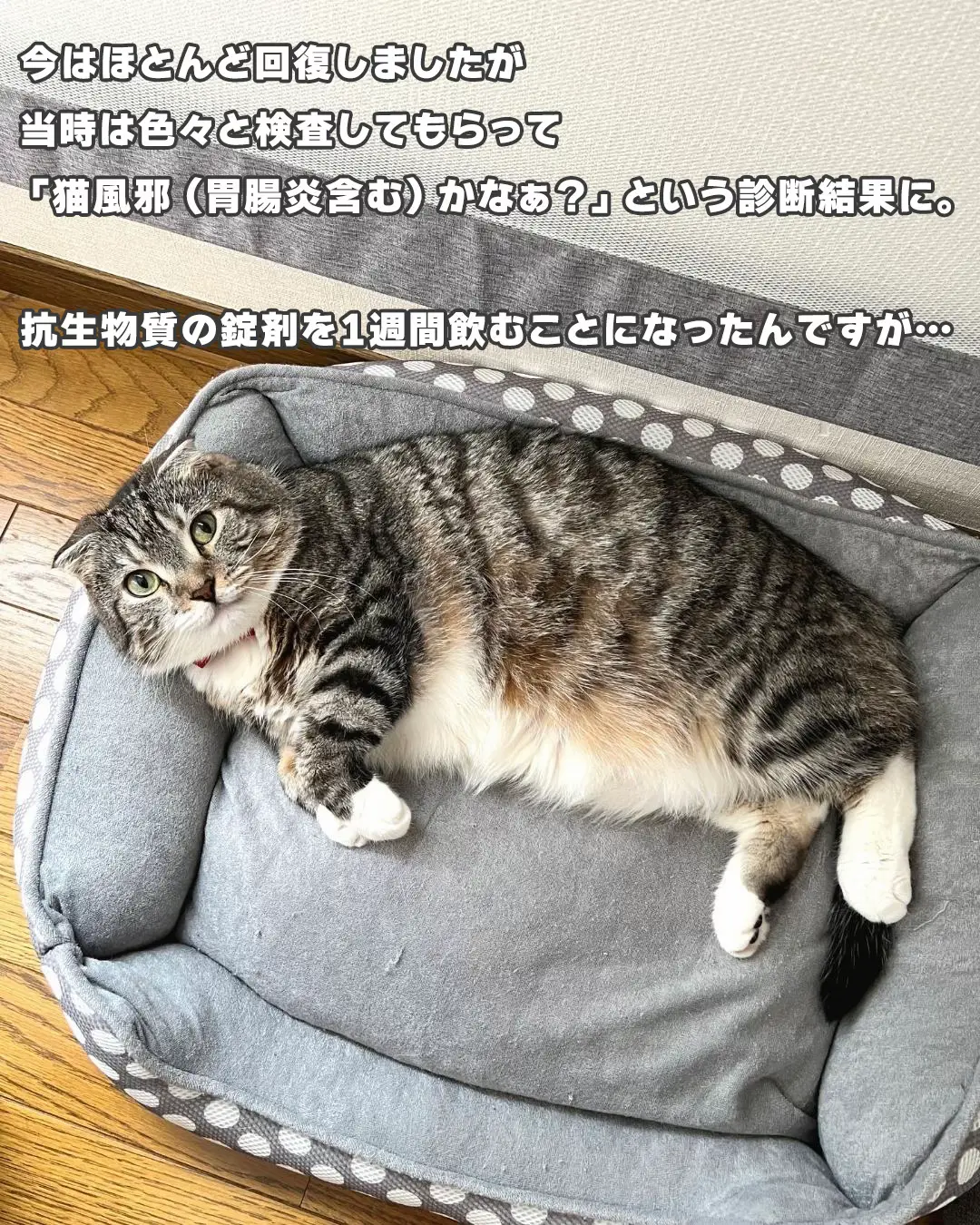 猫にお薬を飲ませる時に泣いてしまった話・・・   | ねこぞーが投稿