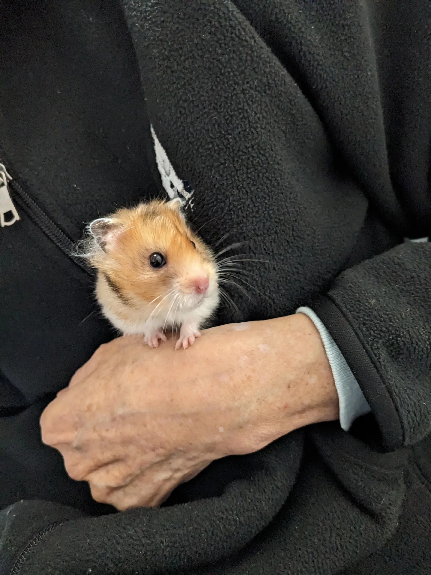 Syrian hamster clearance leash