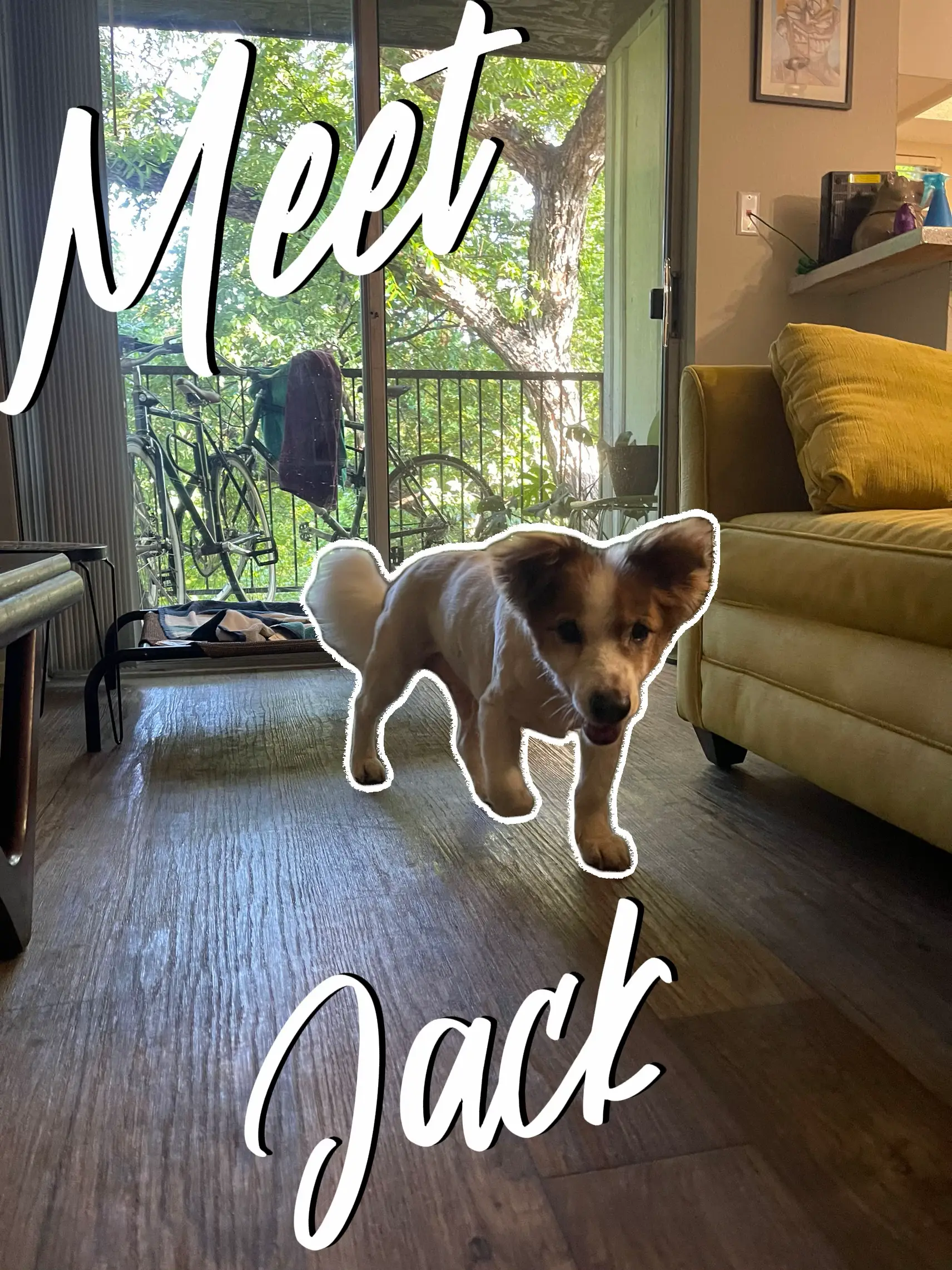 Meet my dog, Jack 🐶💓 แกลเลอรีที่โพสต์โดย slightmess Lemon8