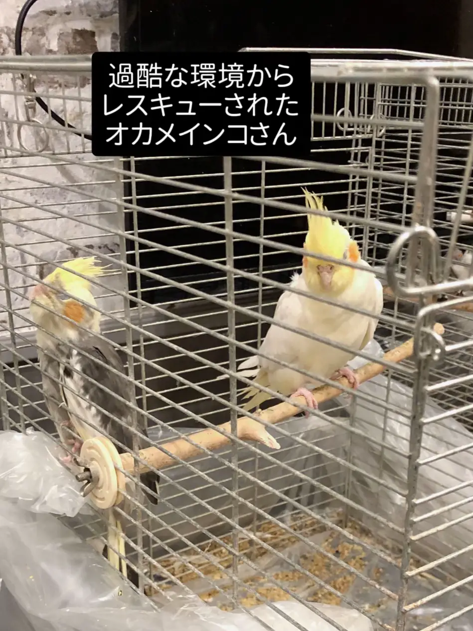 メジロ籠・鳥かご・竹籠 ☆落とし籠⭐︎鳥籠 落ち着き