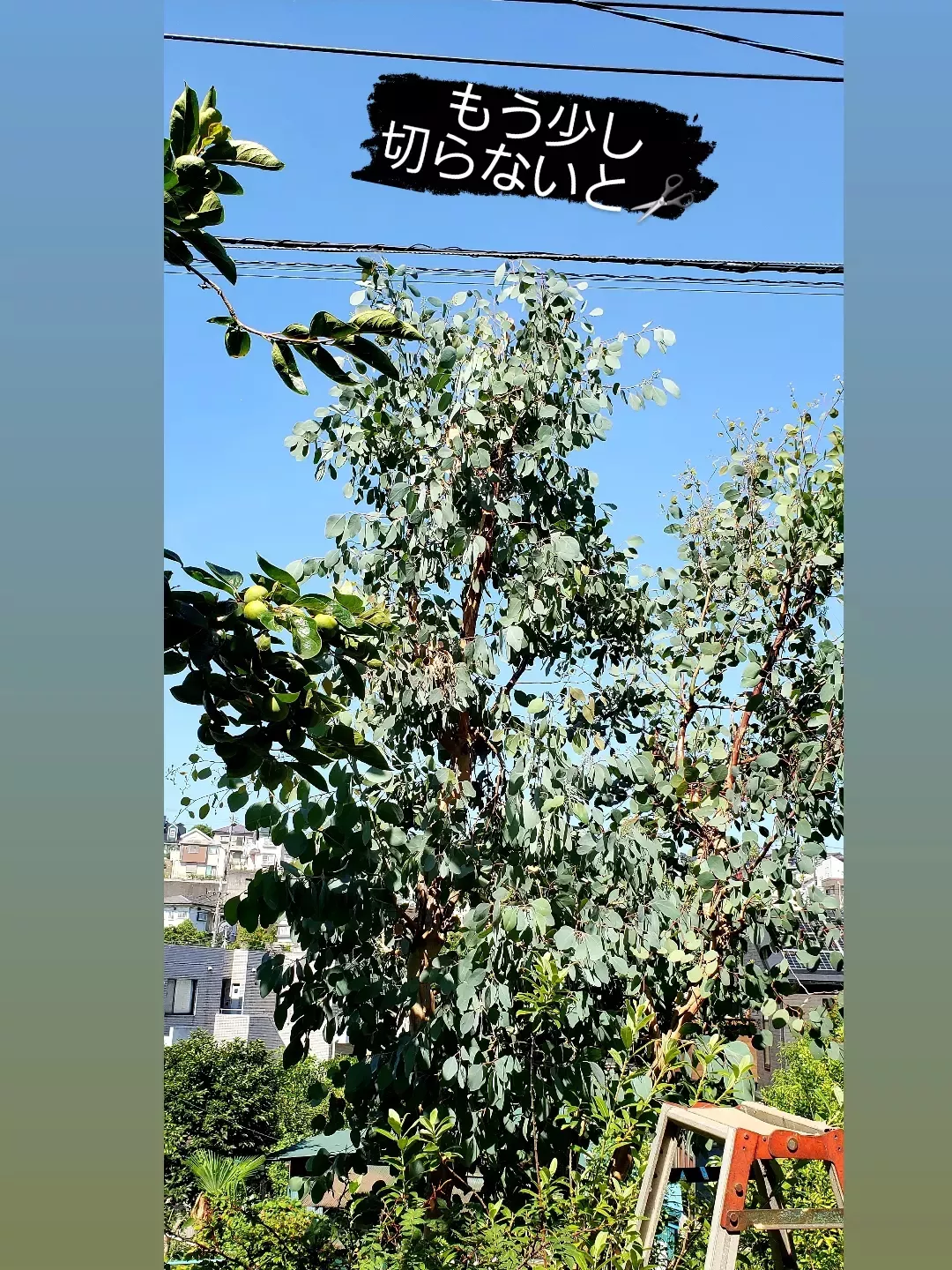 1.ポポラスフェアリースワッグ