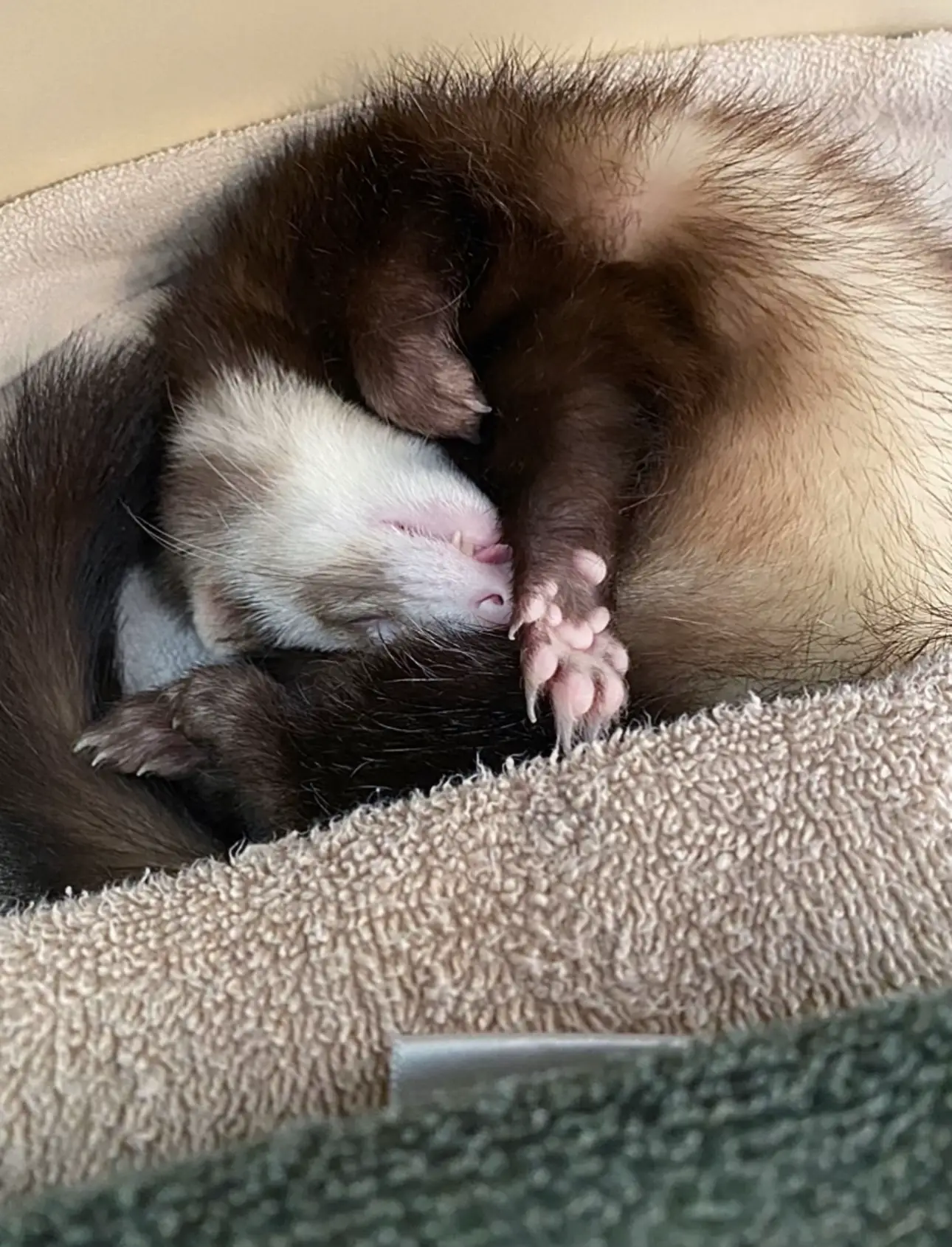 Diy ferret hotsell litter box