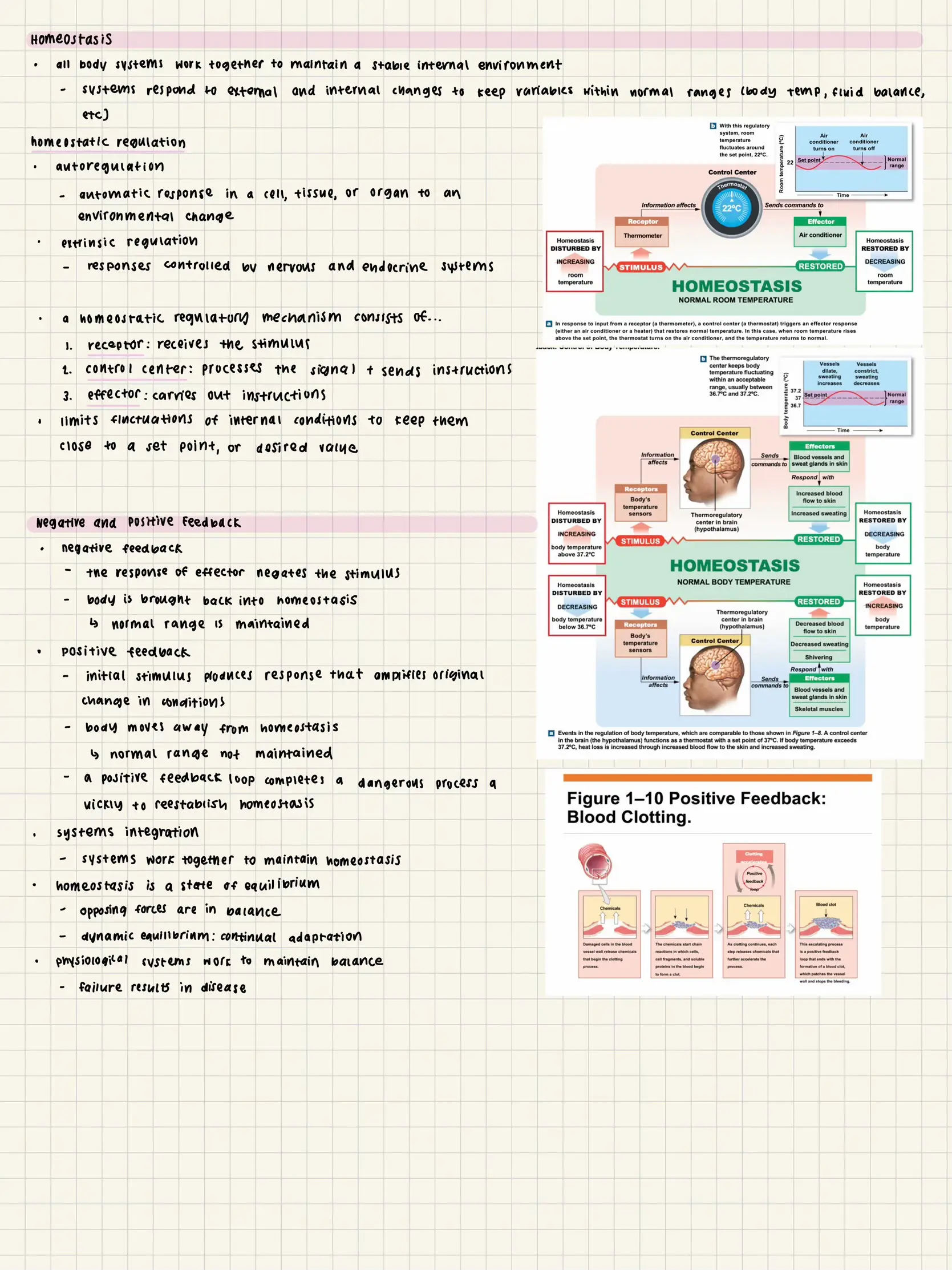 Human Anatomy Notes - Lemon8 Search