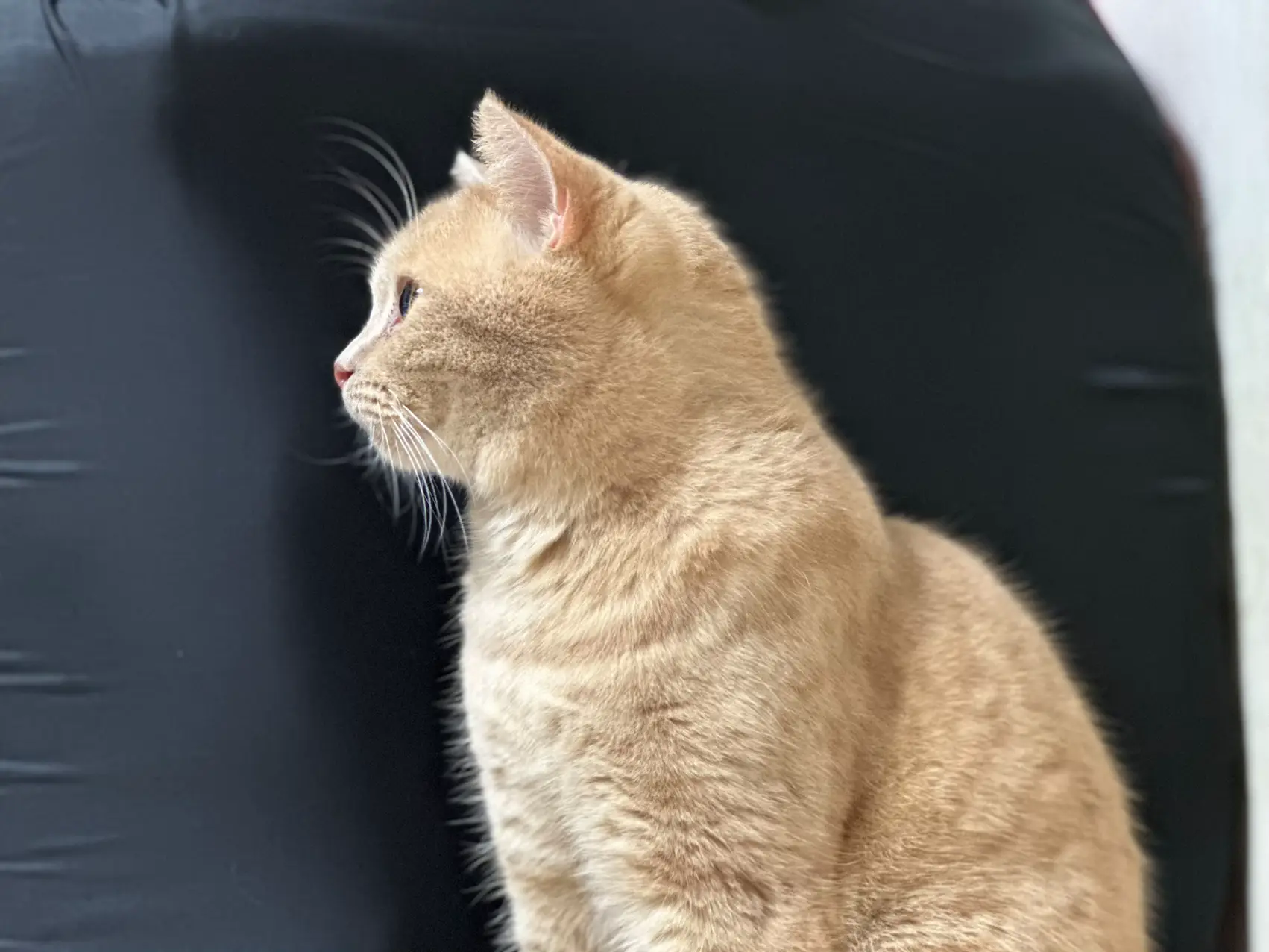 にゃんころ様専用 リポソーム2本 【公式通販】