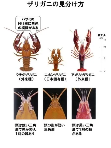 今日はザリガニの日です🦐 | シュガーマンが投稿したフォトブック | Lemon8