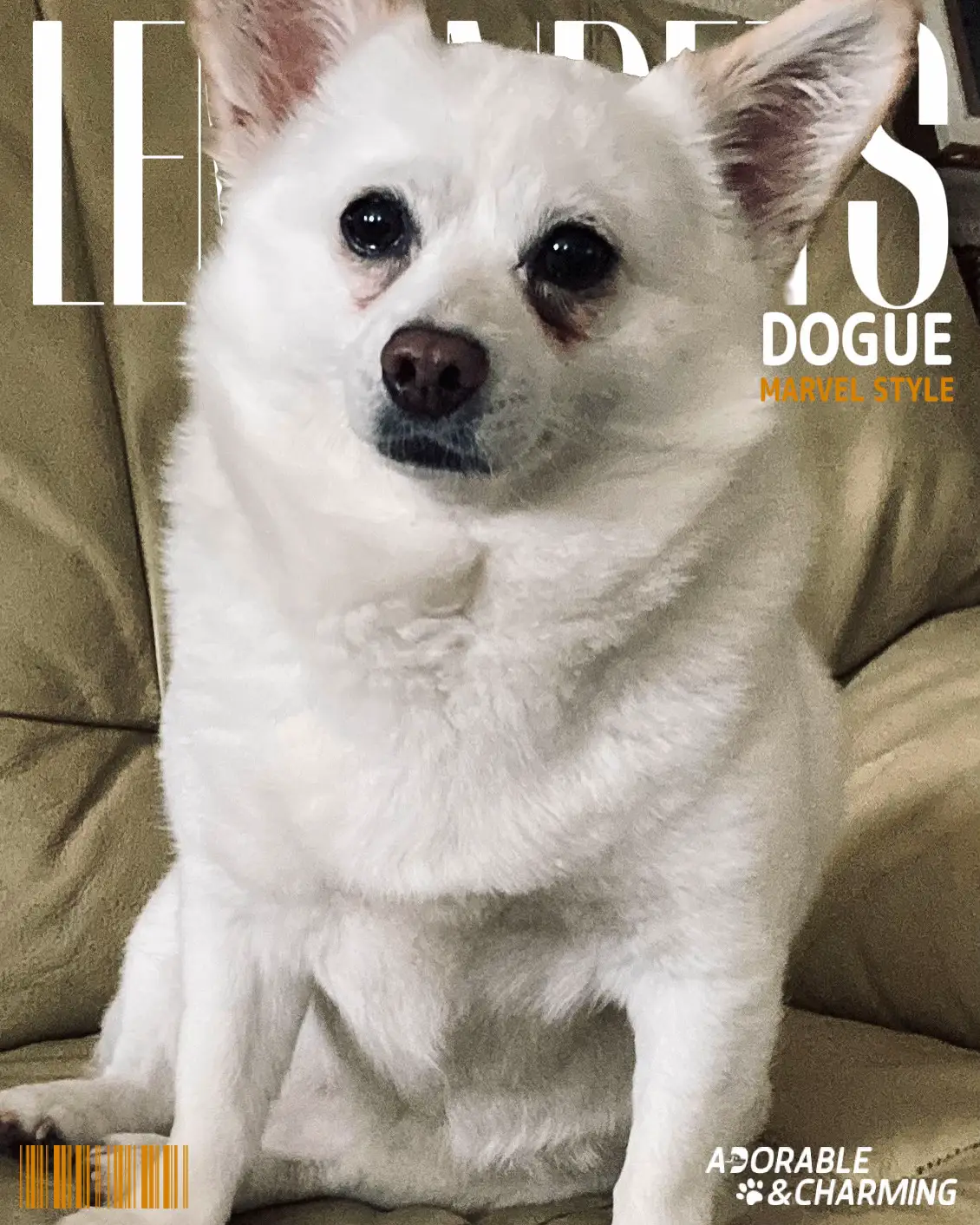 柴犬チワワのふぅ✨のふぅ? | ミックス犬との暮らしが投稿したフォト 