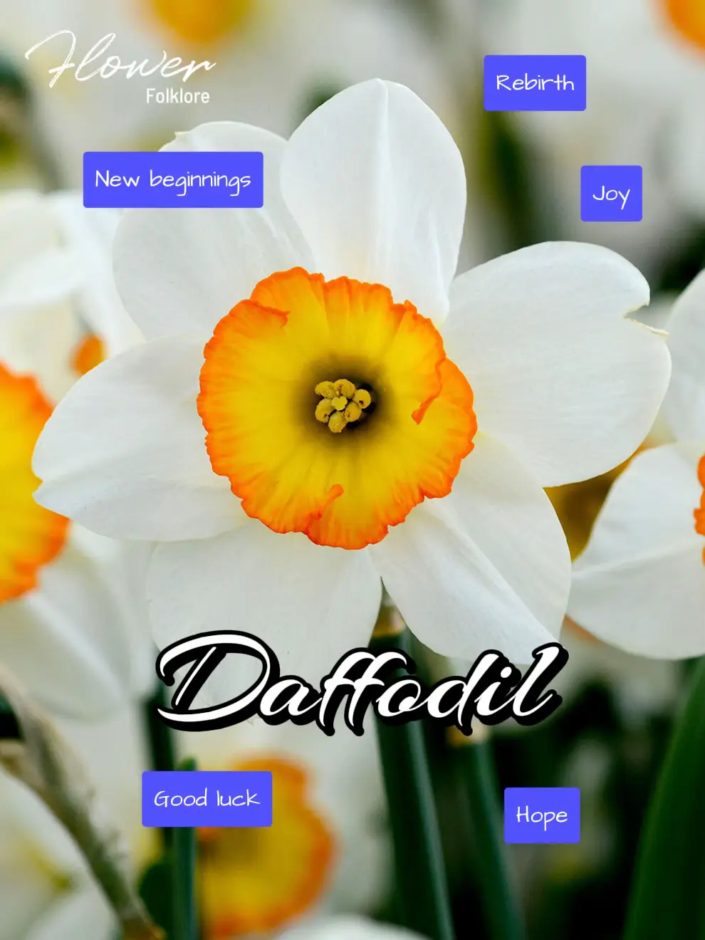 Daffodils Undies World