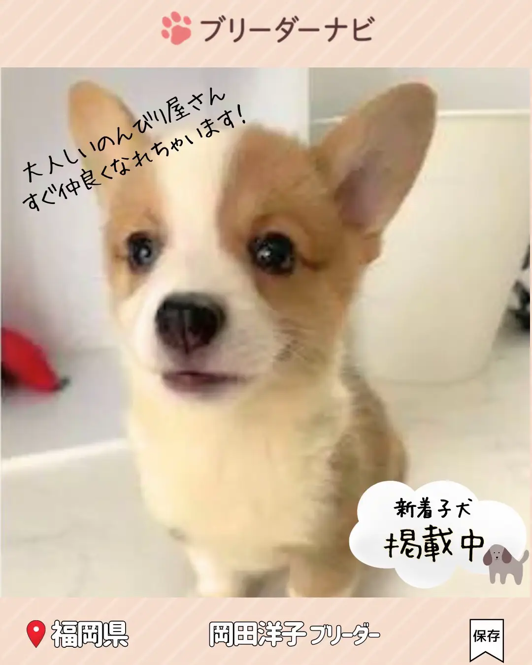 8月最新】家族募集中🐶ウェルシュコーギーの子犬 | ブリーダーナビ