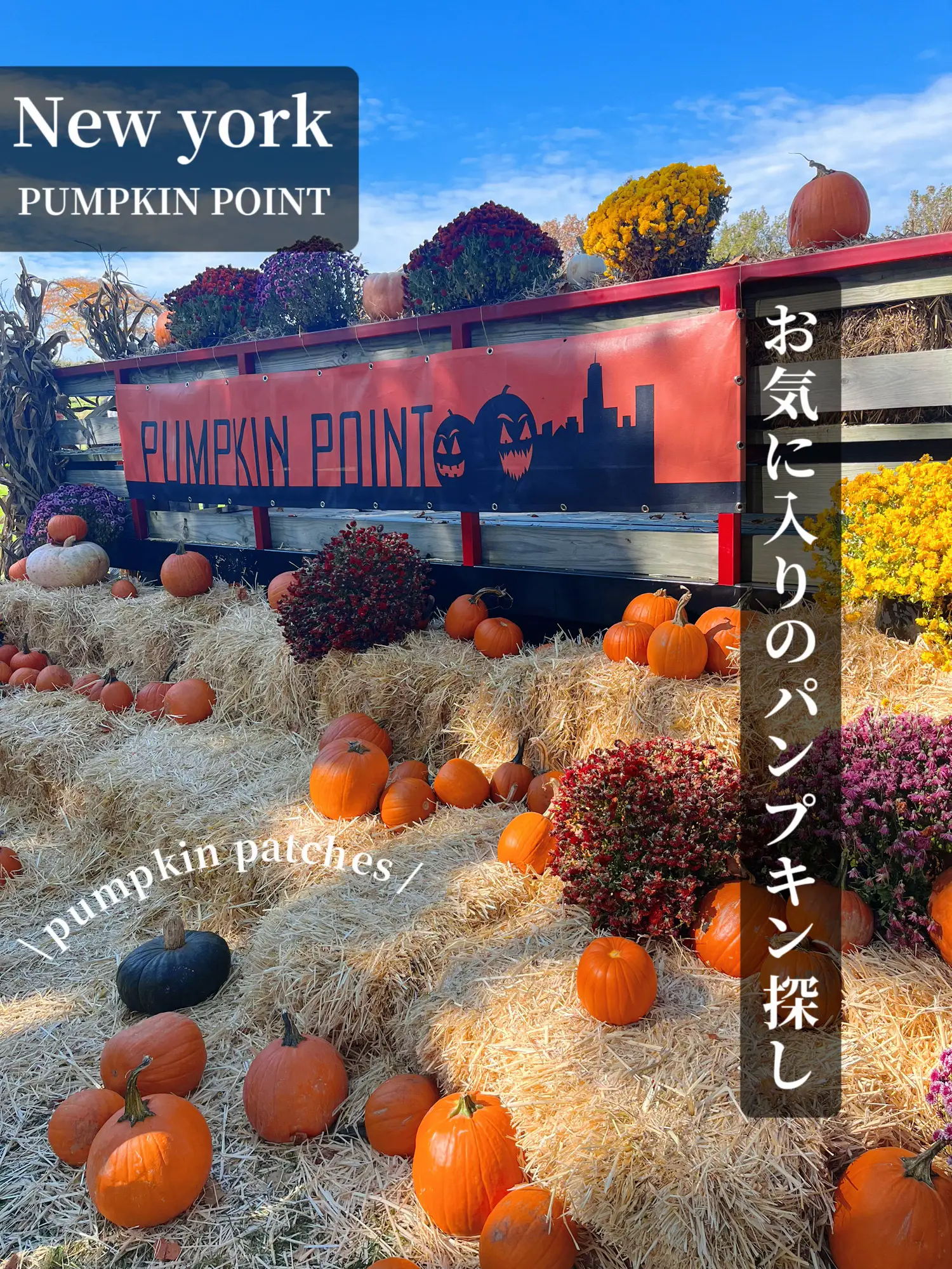 Cheap Pumpkin Picking Options - Lemon8検索