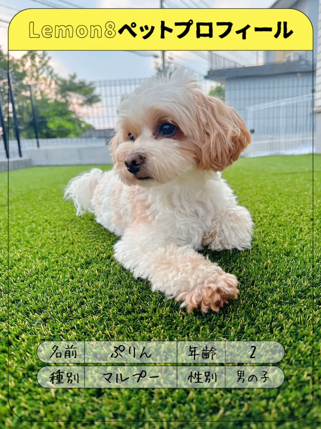 癒しをお届けするりんちゃん❣ 切ない