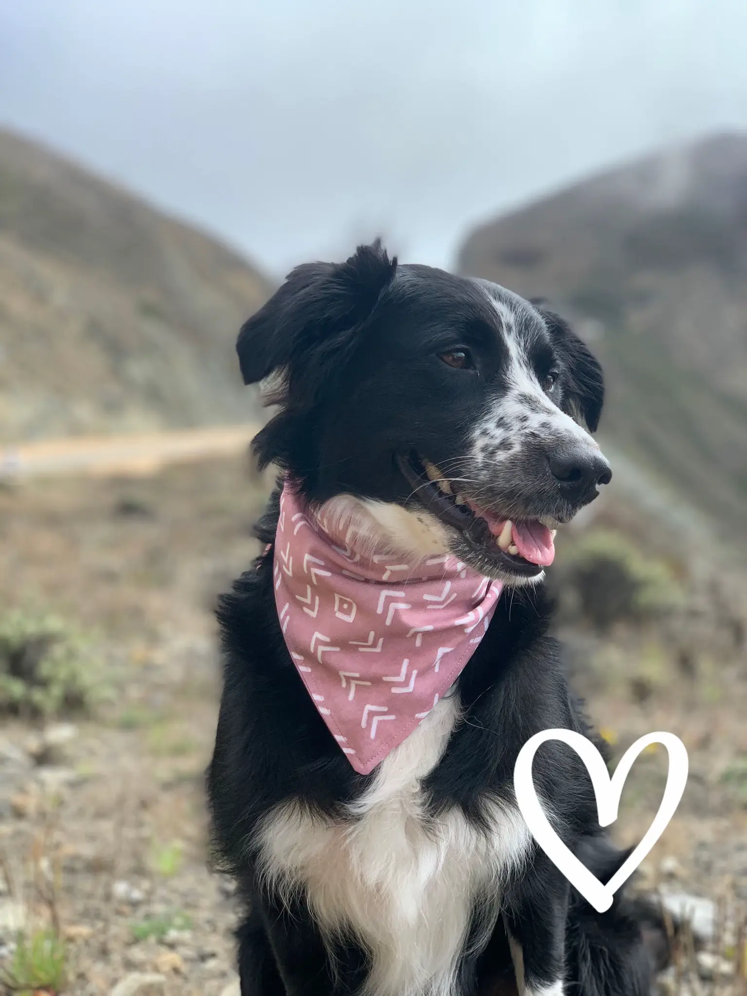 Black bandana dog on sale collar