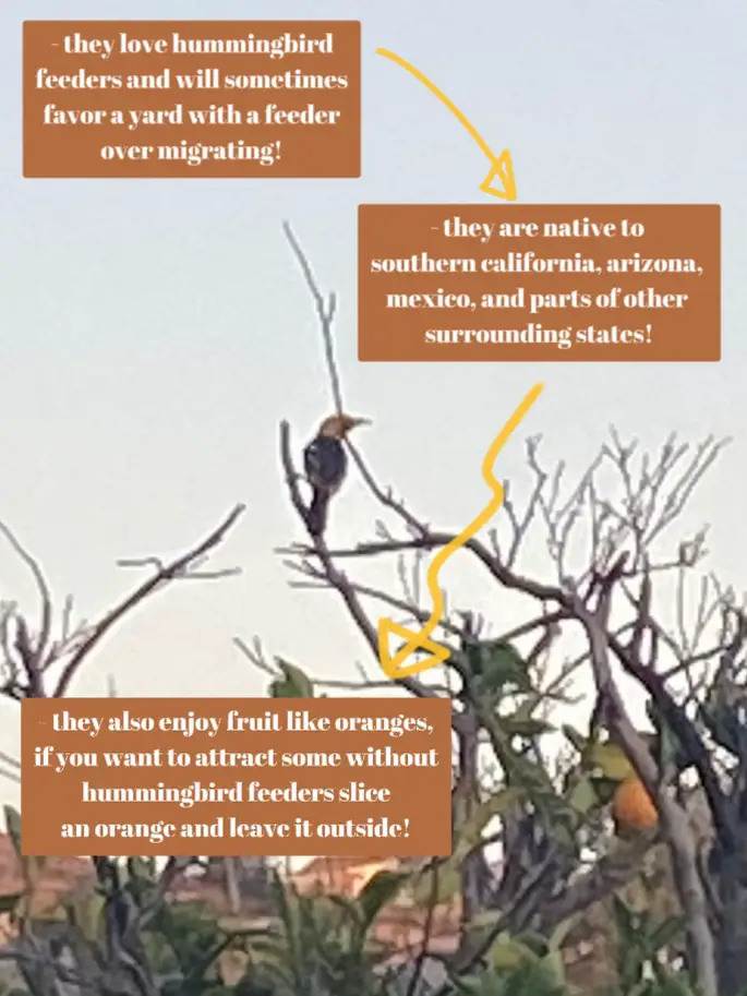 Identifying Native Bird Species in Arizona - Lemon8 Search