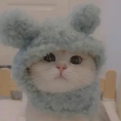 Amused Angora Amigos Cute - Matching Cat Pfp Aesthetic Matching