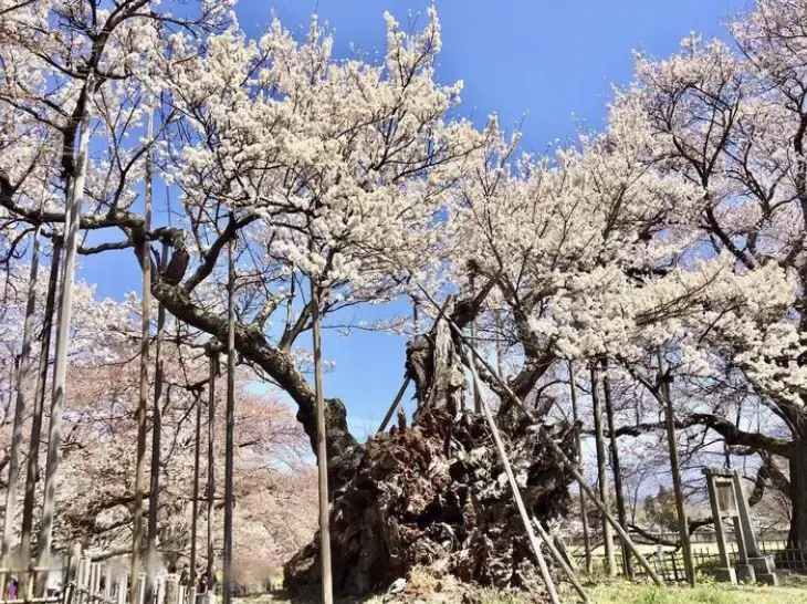 なんと樹齢2,000年⁉️山梨県にある、一生に一度は見たい桜の木🌸 | lilyが投稿したフォトブック | Lemon8