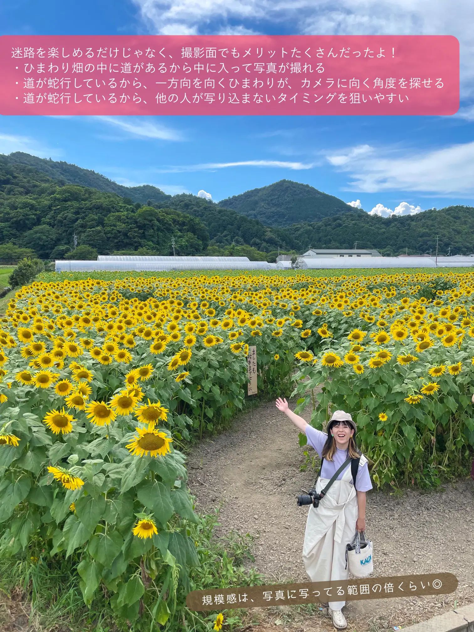 滋賀】写真の撮りやすさ断トツ！ひまわり畑の迷路で楽しさも映えも🕺🌻 | しょうこむ｜関西ドライブ旅 🍭が投稿したフォトブック | Lemon8