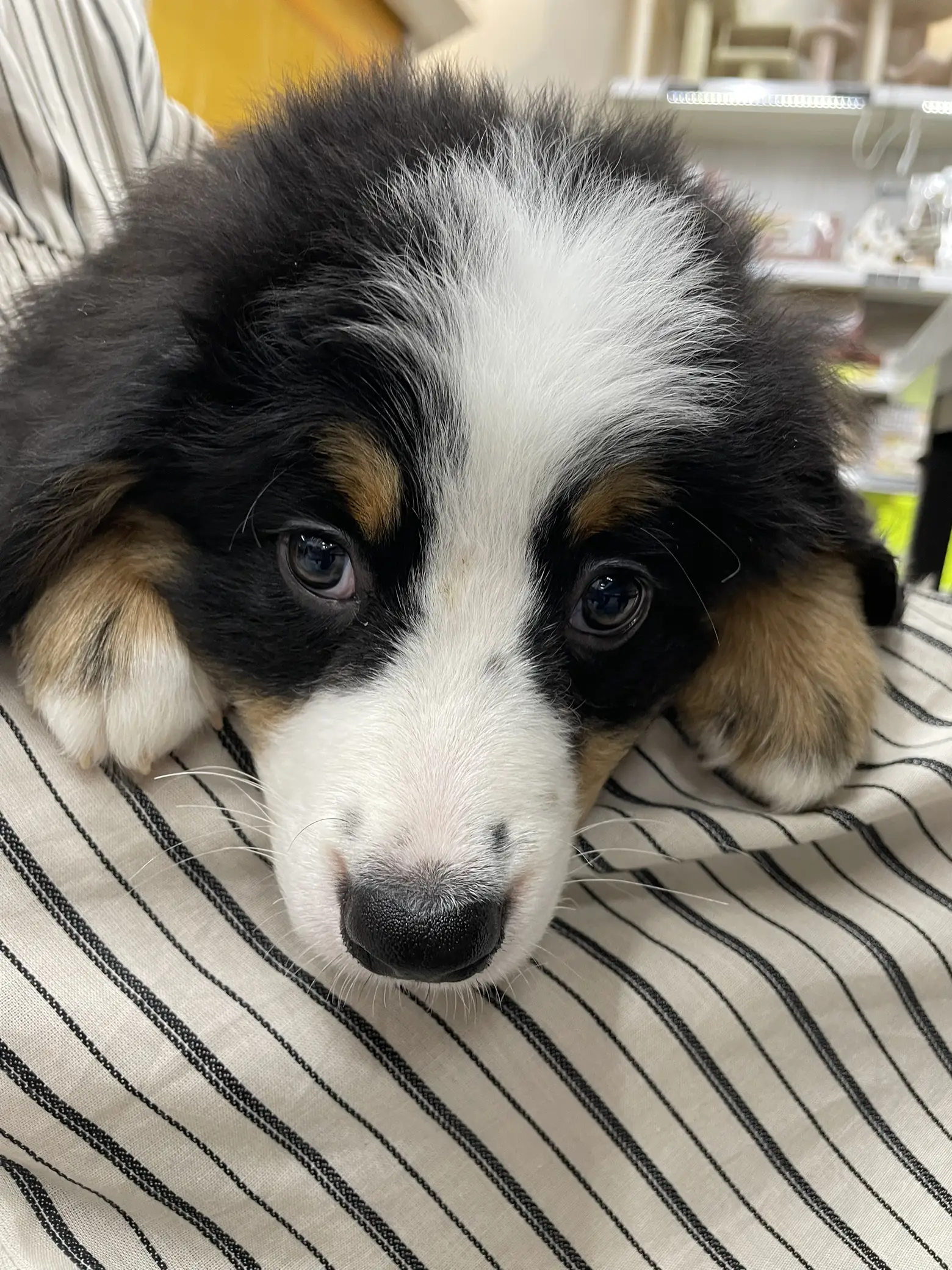 Ultimate Australian Shepherd Puppy Shopping List: Checklist of 23 Must-Have  Items