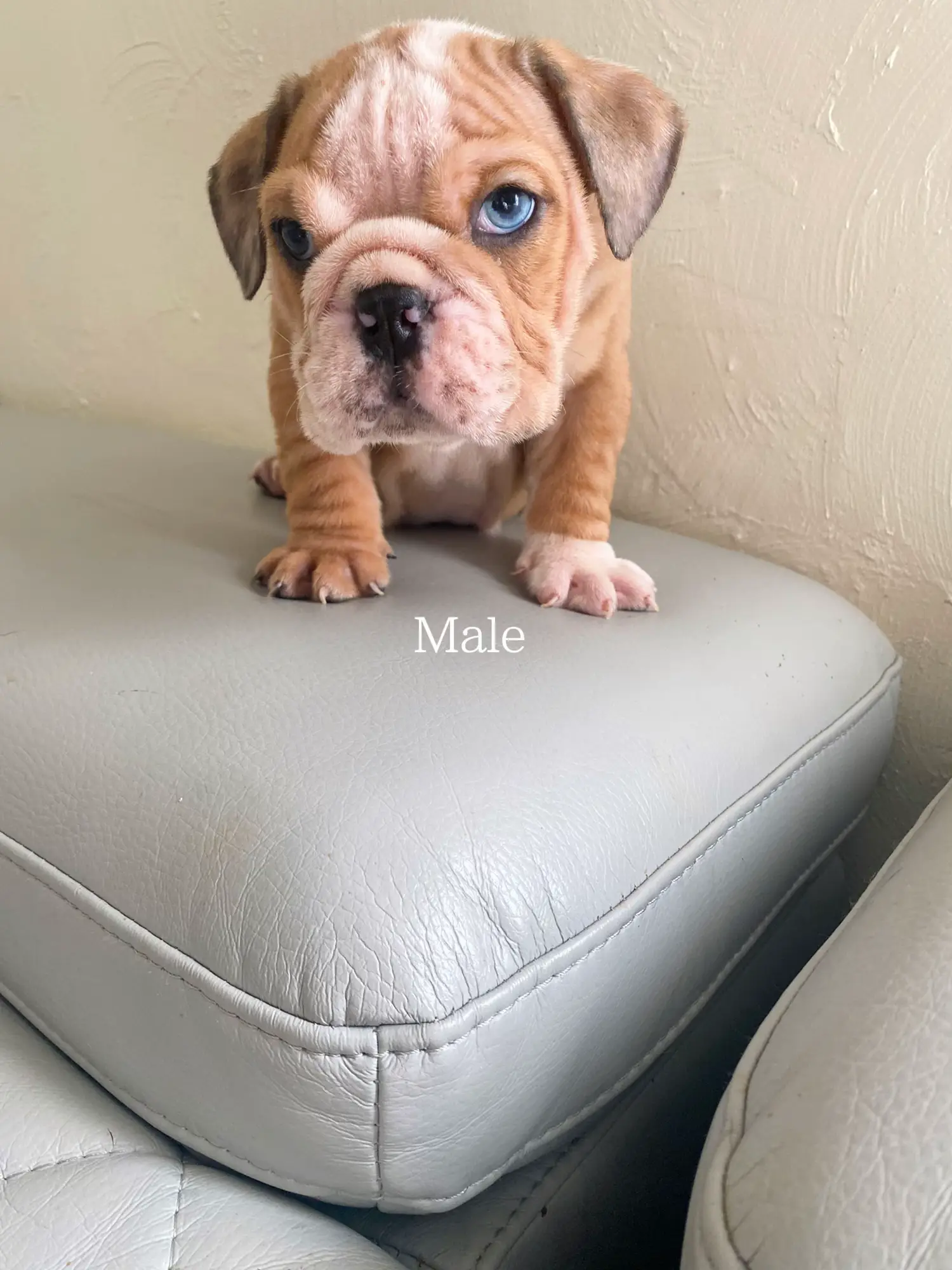 English Bulldog Puppies For Sale In Va Under 500 - bjsvqts