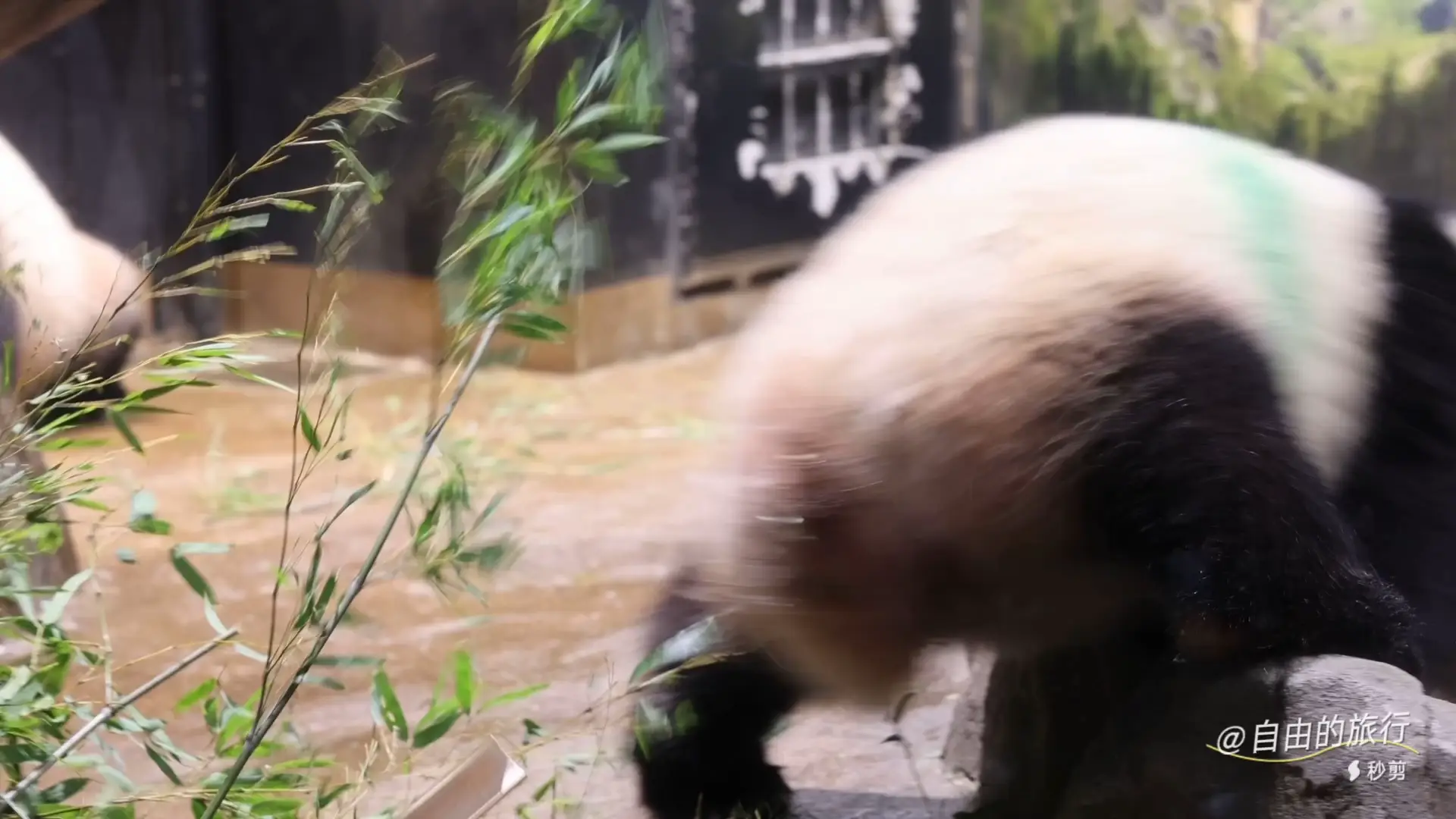 上野動物園でパンダを見た