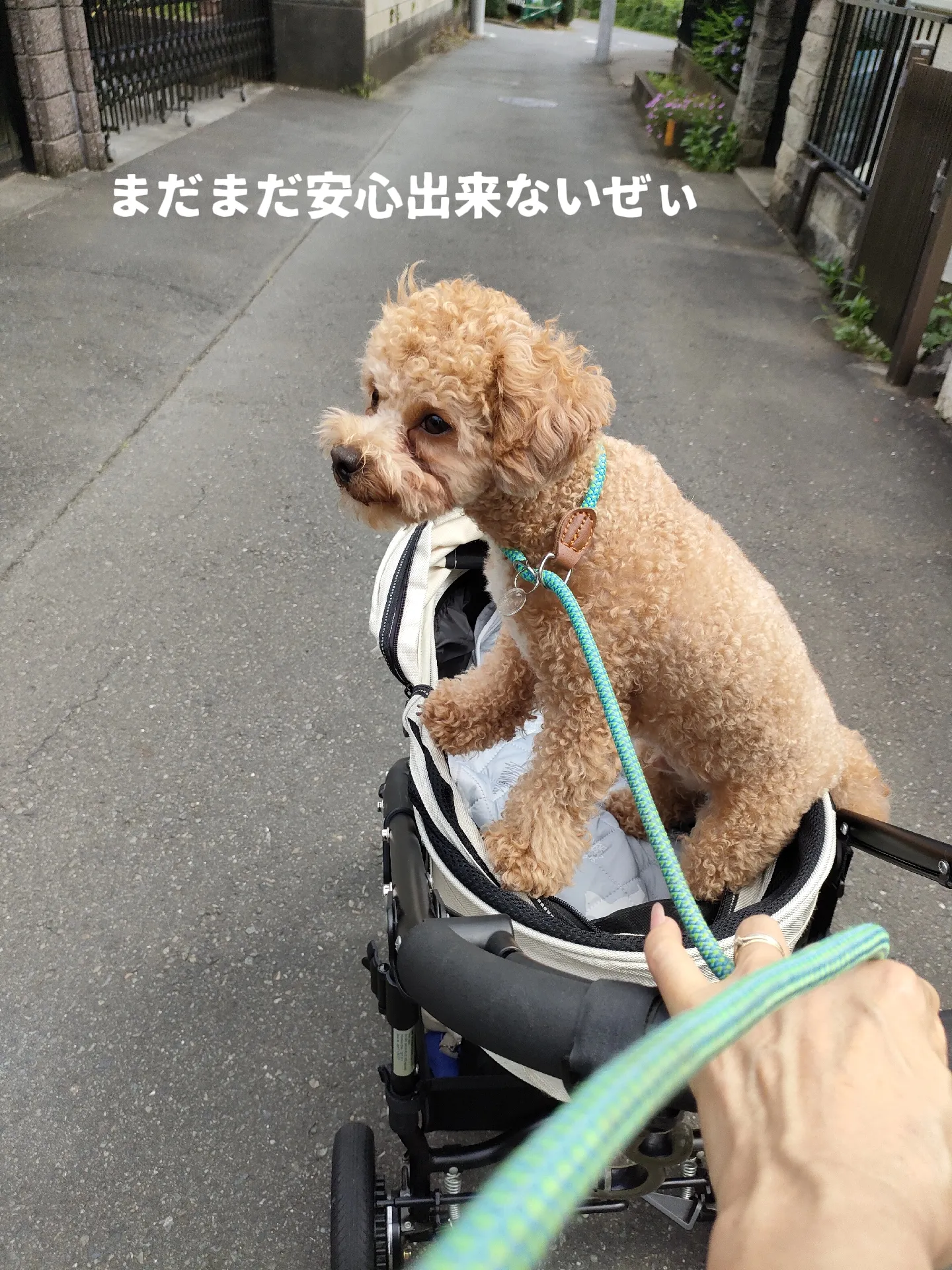 ボクの専用バギーだよ💚 | teddychihuapoo.が投稿したフォトブック