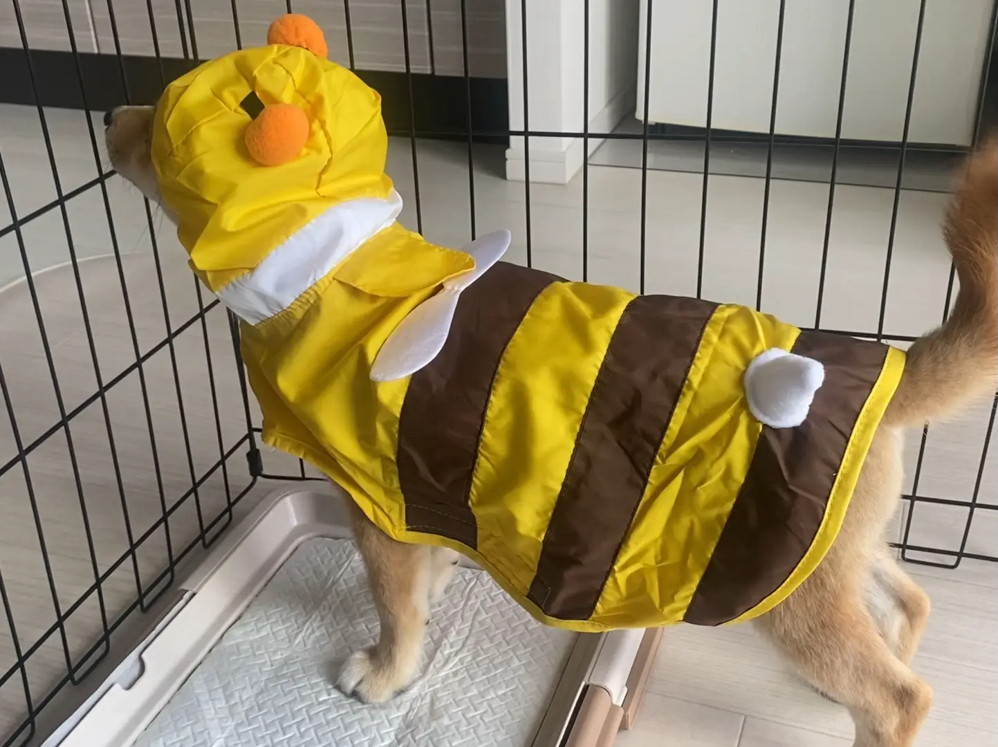 Samoyed Fluffy Mouton Coat ムートンコート NUGU（🐝のレイン