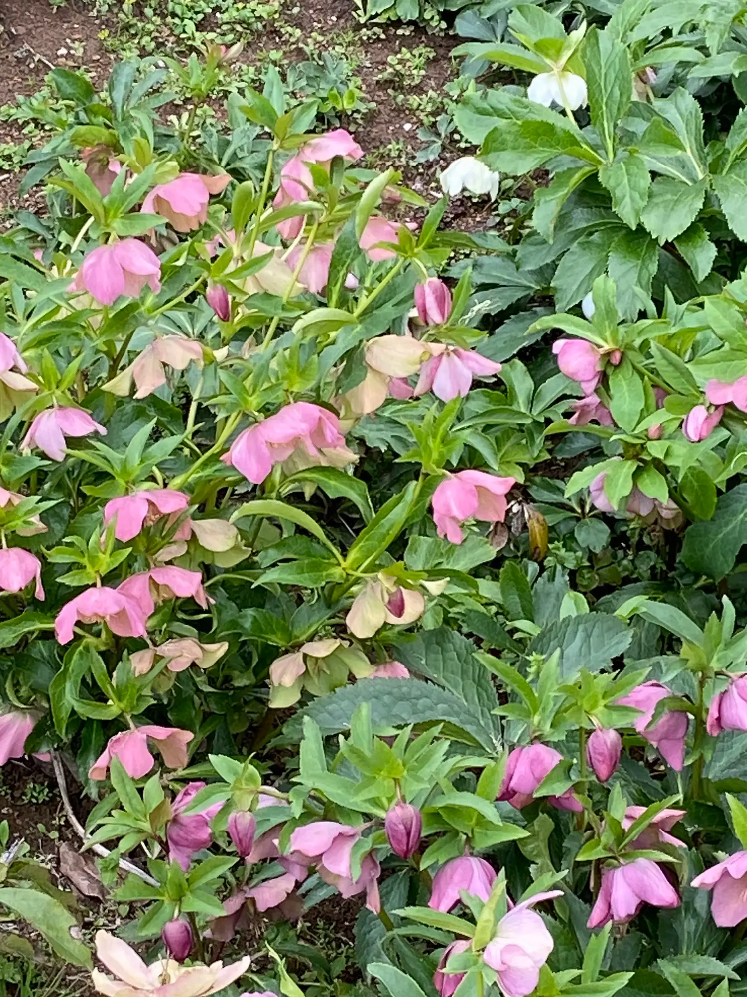 お庭の至る所にクリスマスローズ満開！🌸怖いくらいの繁殖！🌸 | Domon53が投稿したフォトブック | Lemon8