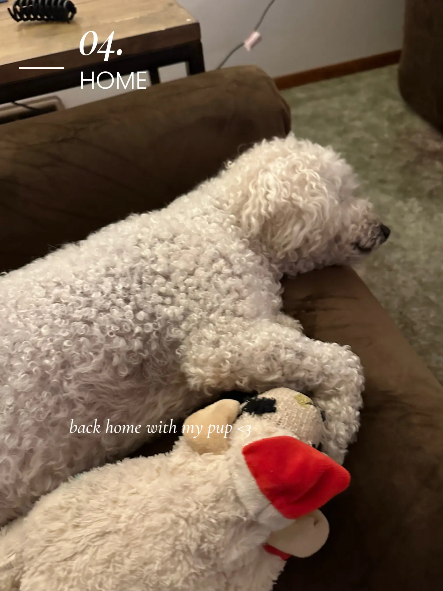  A white dog is laying on a couch.