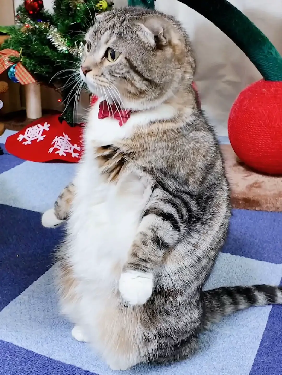 クラウンキャット アンティーク めちゃくちゃかわいく美しい猫