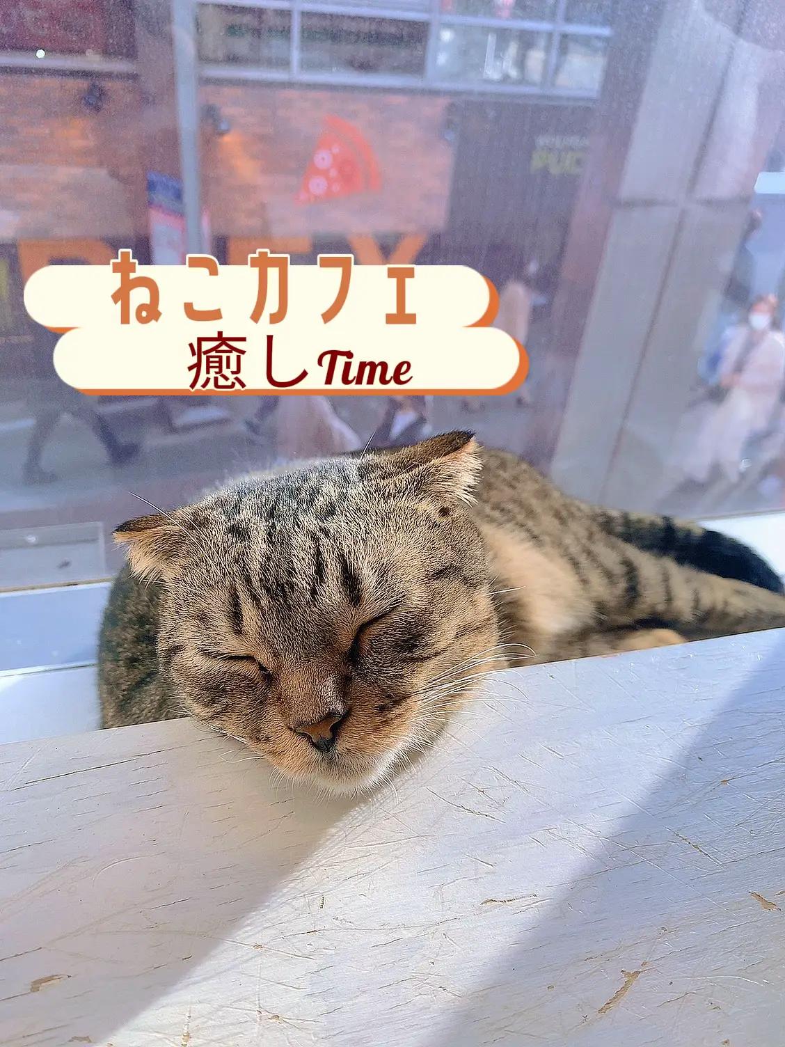 NO.248 レジンおすまし♡猫ちゃん