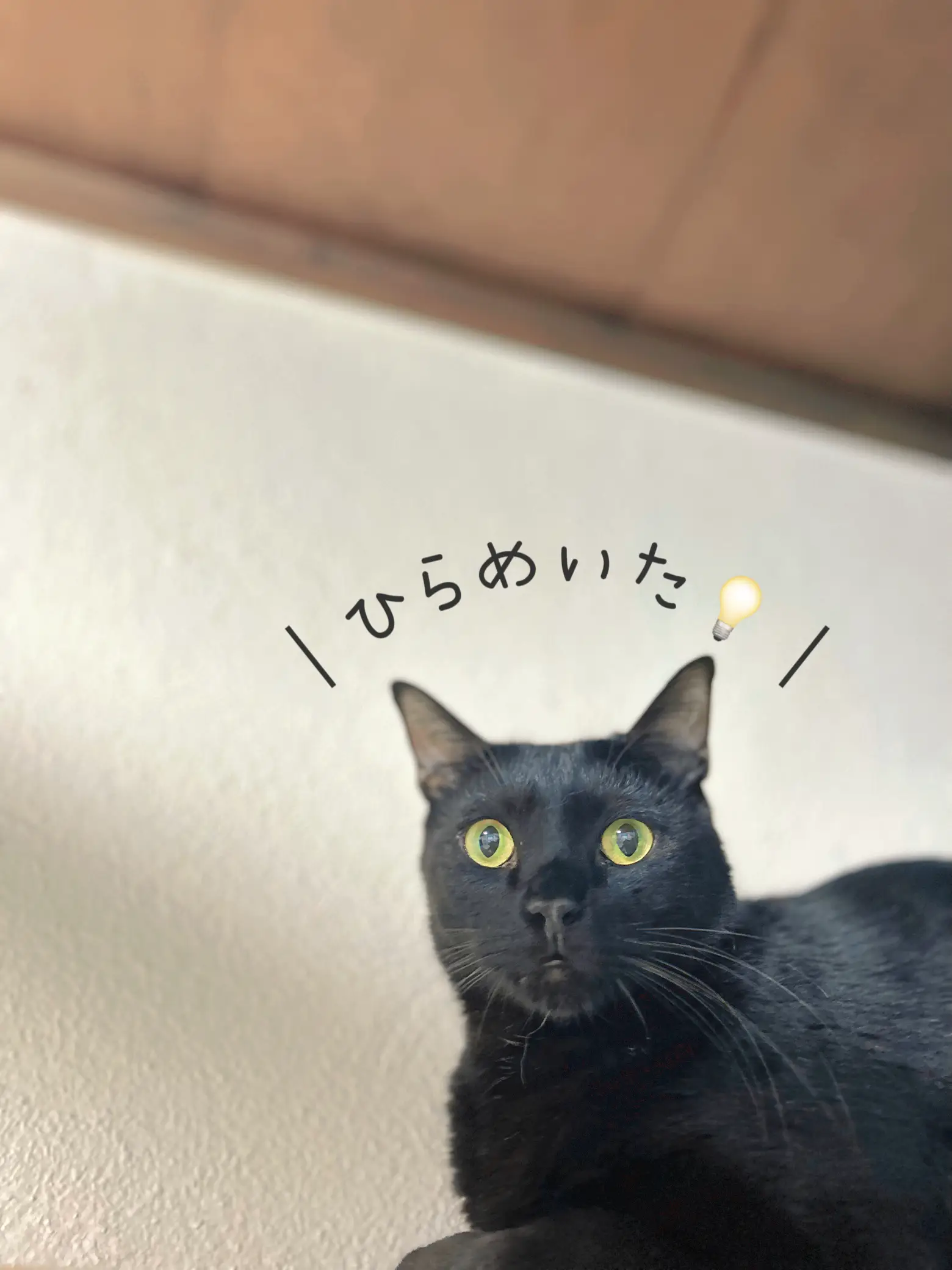 ひらめいた！💡 | 令和のねこすけ(黒猫専門アカ)が投稿したフォト