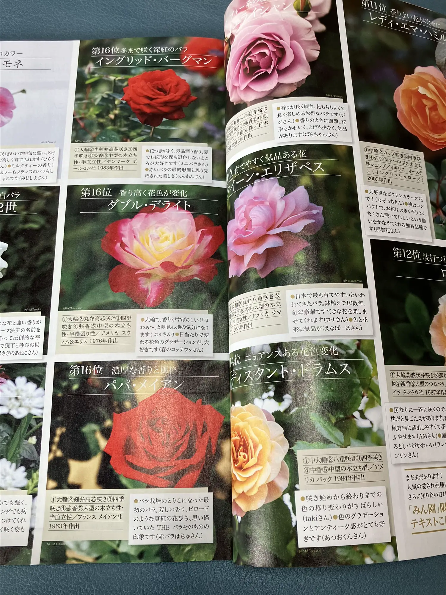 こんな沢山薔薇🌹の種類あるんだぁ😳 | mimosaが投稿したフォトブック | Lemon8