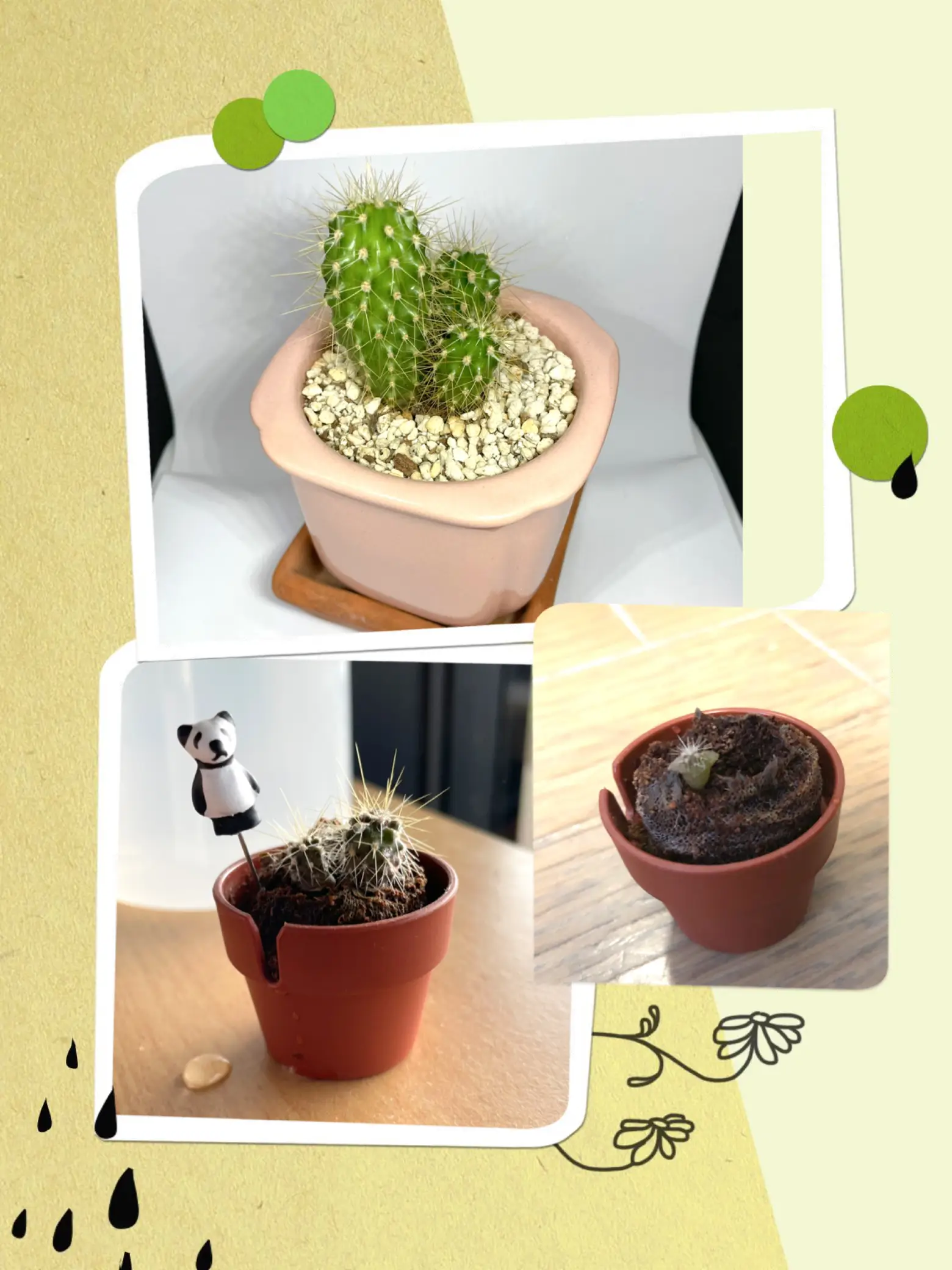 種から育てたサボテンちゃんが大きくなりました🌵🌵🌵 | ぱんが投稿したフォトブック | Lemon8