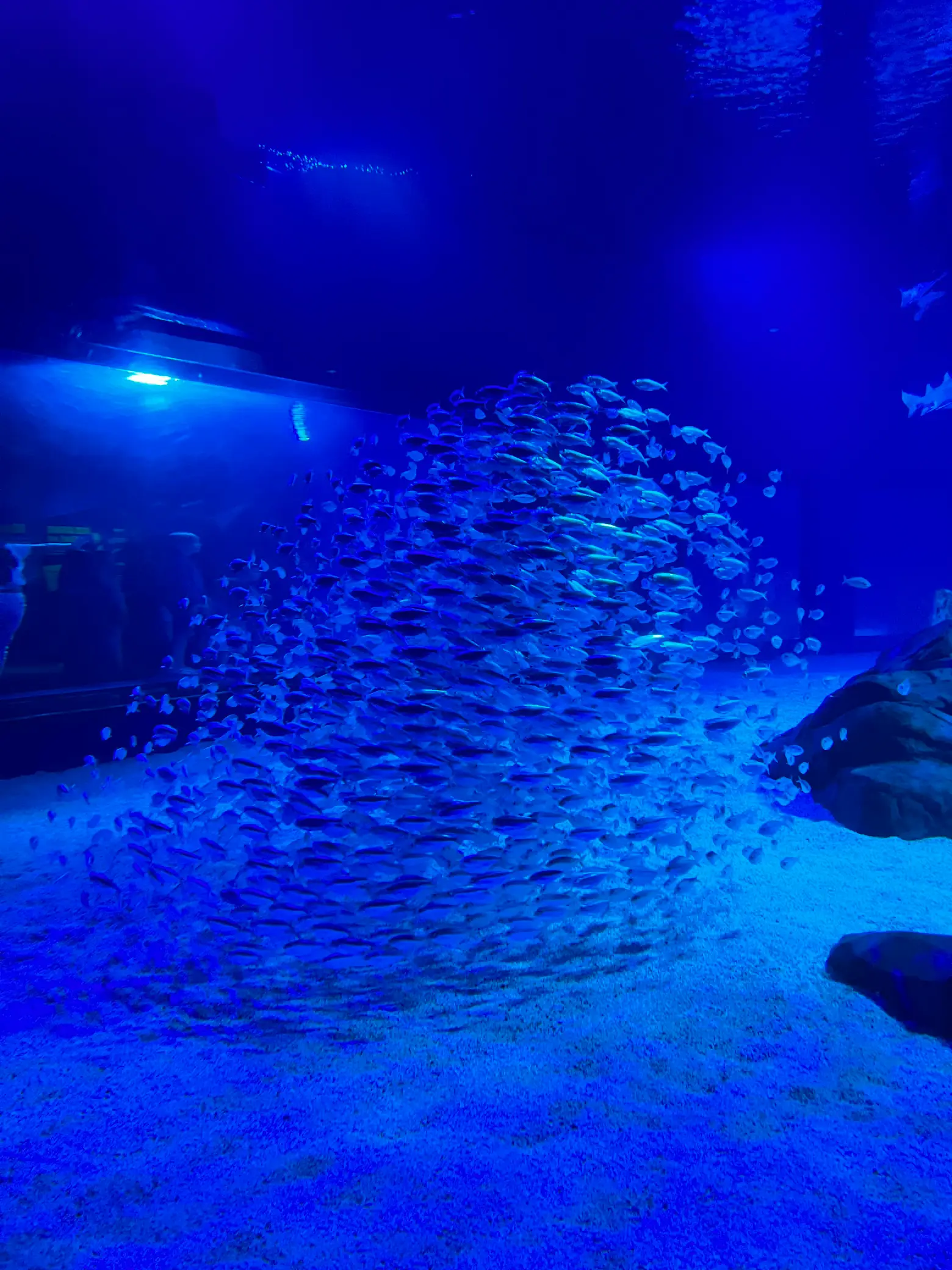 💦💛🧡 Monster Fish Tank 🧡💛💦 - Water Line Fish Aquarium