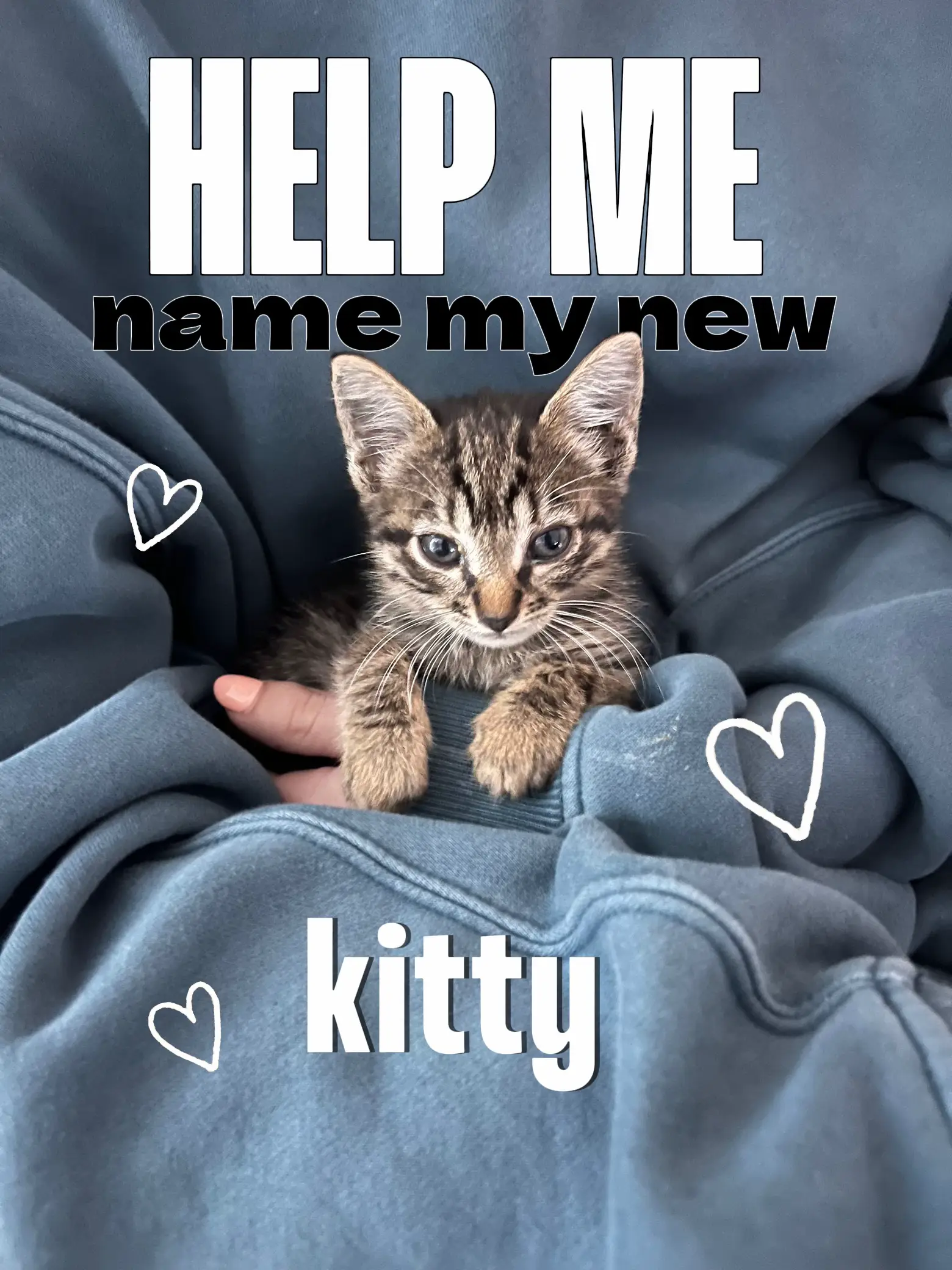 ♡ y2k kittie ♡  Cat aesthetic, Baby animals pictures, Cute animal photos