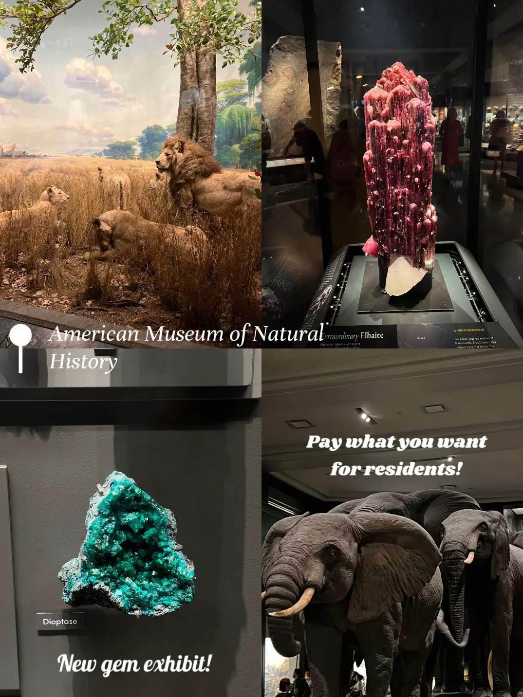  A collage of four pictures of a exhibit at the American Museum of Natural History.