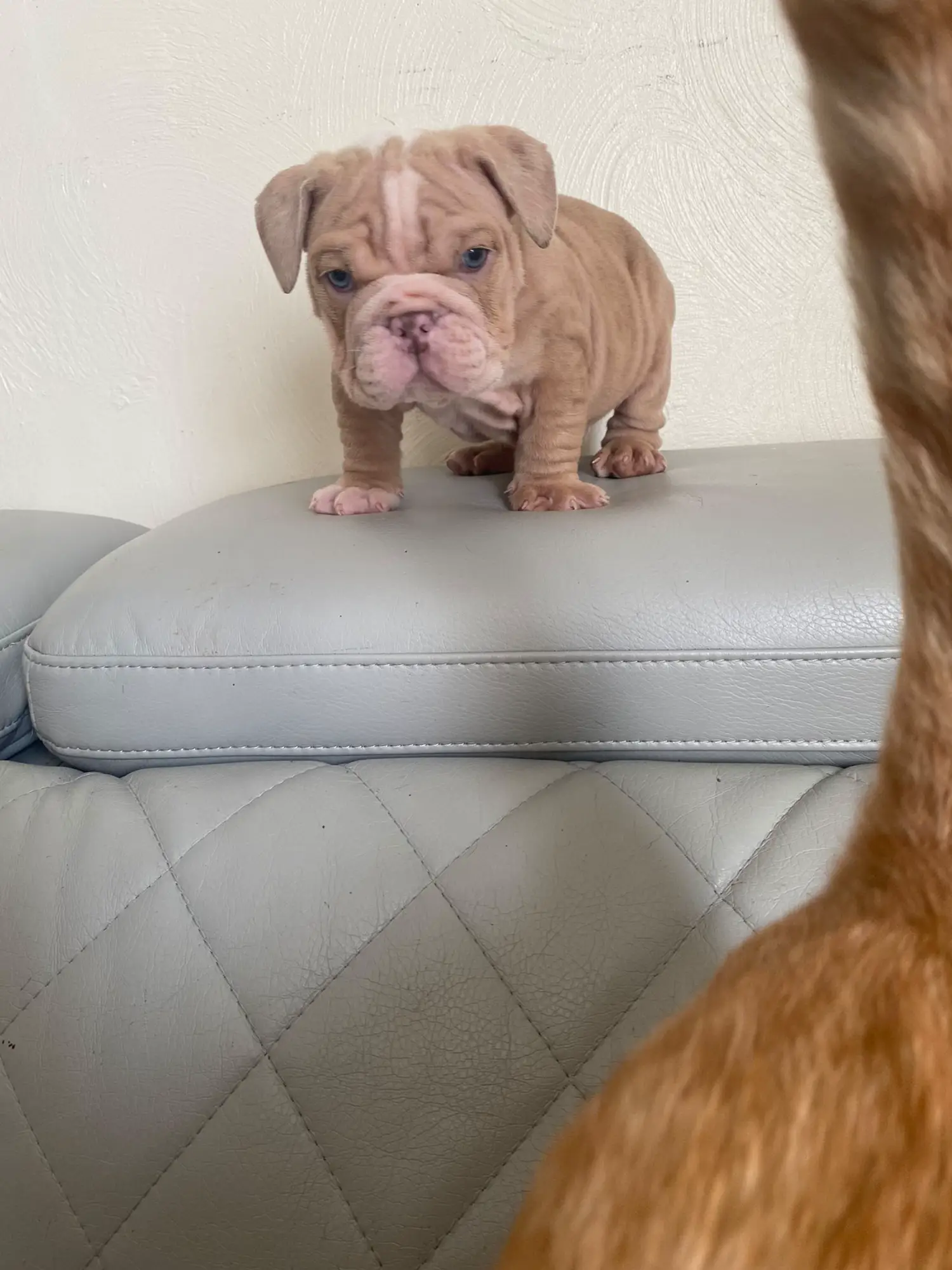 English Bulldog Puppies For Sale In Va Under 500 - fv18e9c