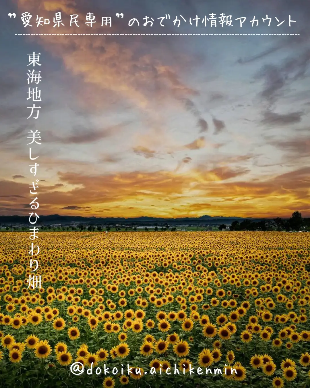 東海地方📍美しすぎるひまわり畑🌻 | ドコいく愛知県民｜@コジコジ♂が