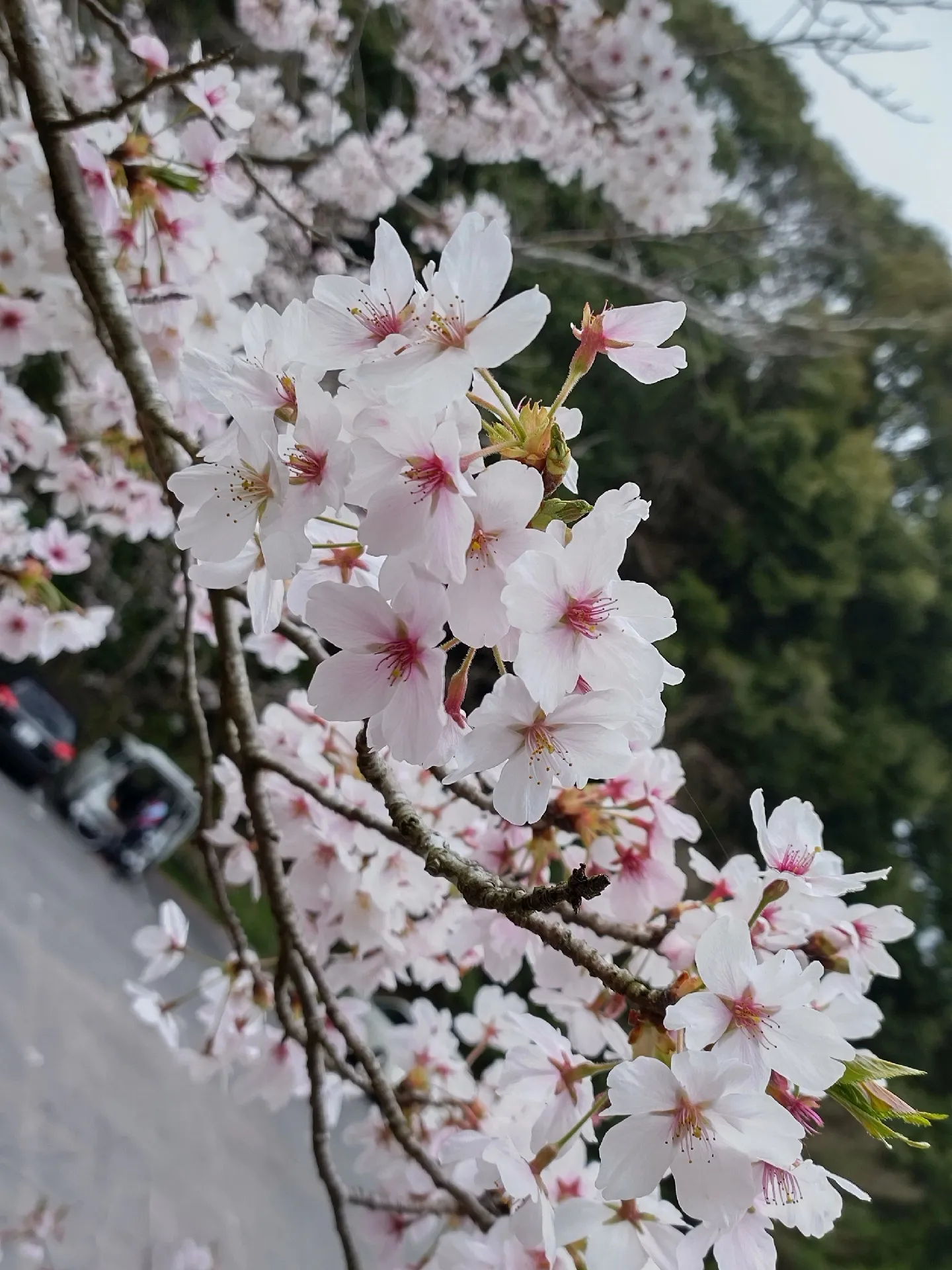 Yamaguchi Eastbound Temple Sakuragami🌸 | Gallery posted by ゆみっち | Lemon8