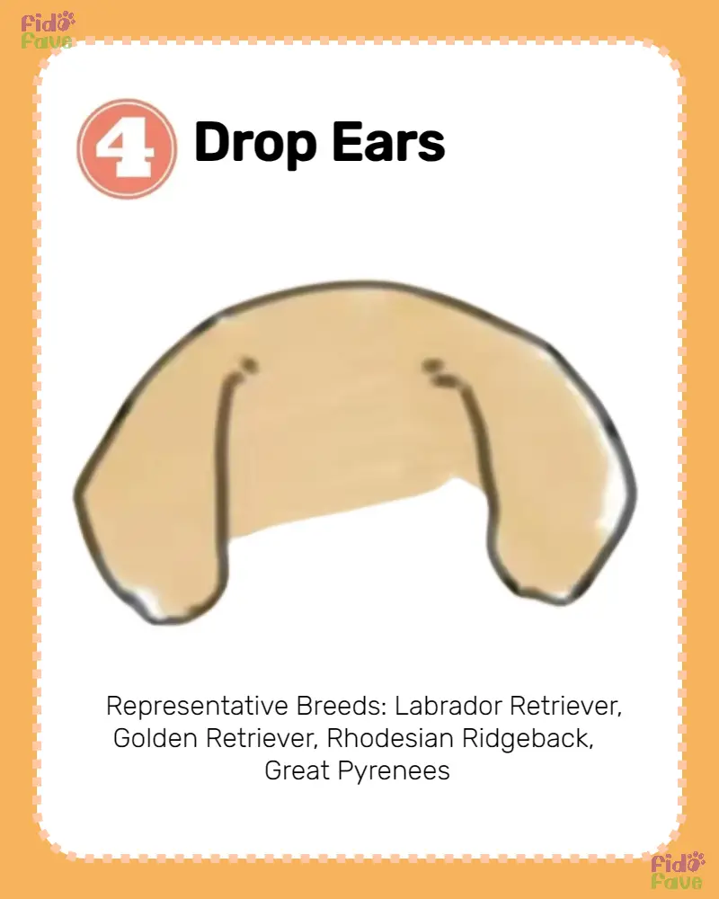 Dog Ear Types: 8 Varieties and Breeds | Gallery posted by Fido Fave ...