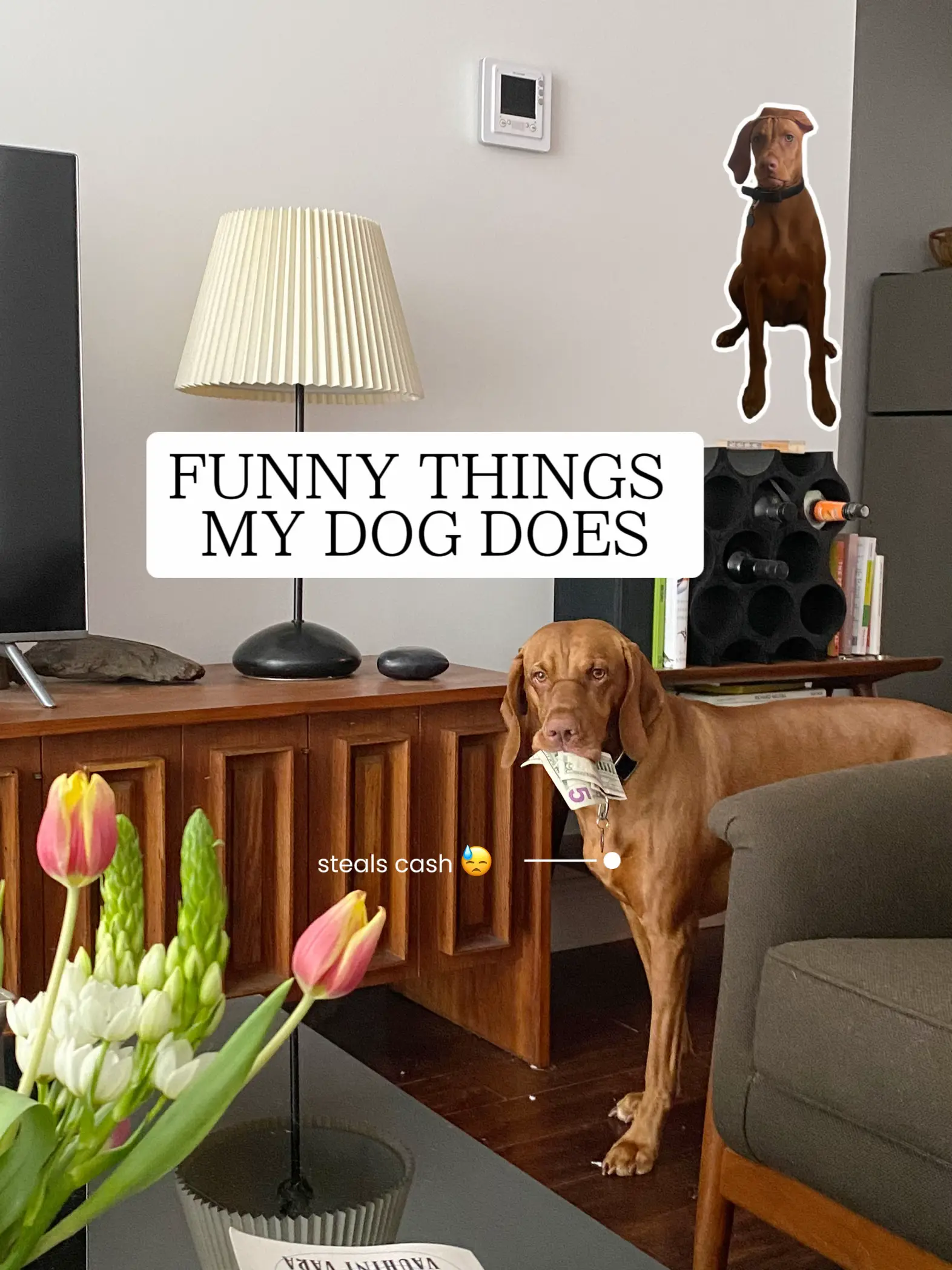 FUNNY THINGS MY DOG DOES แกลเลอรีที่โพสต์โดย Kailee McKenzie Lemon8