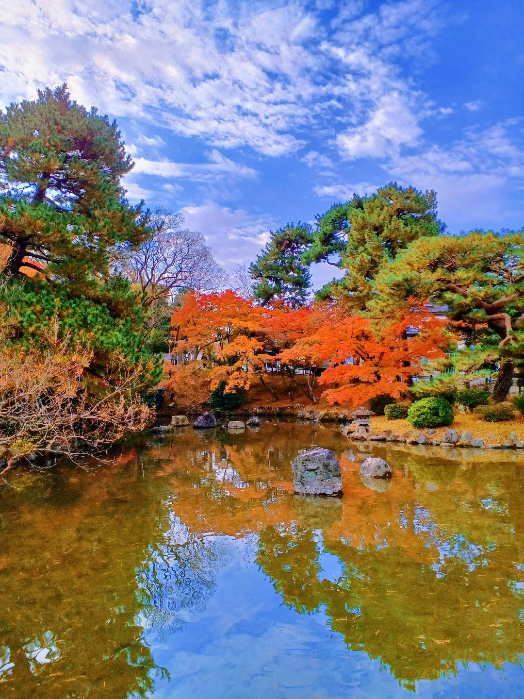 【京都ぶらり】2023京都紅葉 桜の名所円山公園は紅葉も美しいの画像 (3枚目)