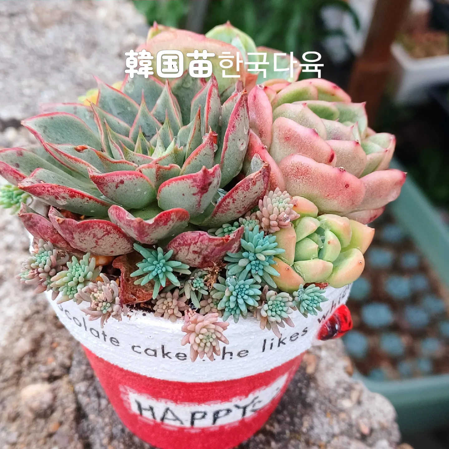 ★★リメイク鉢❤️３個セット★ハンドメイド★寄せ植えや植え替えに♪♪★多肉植物