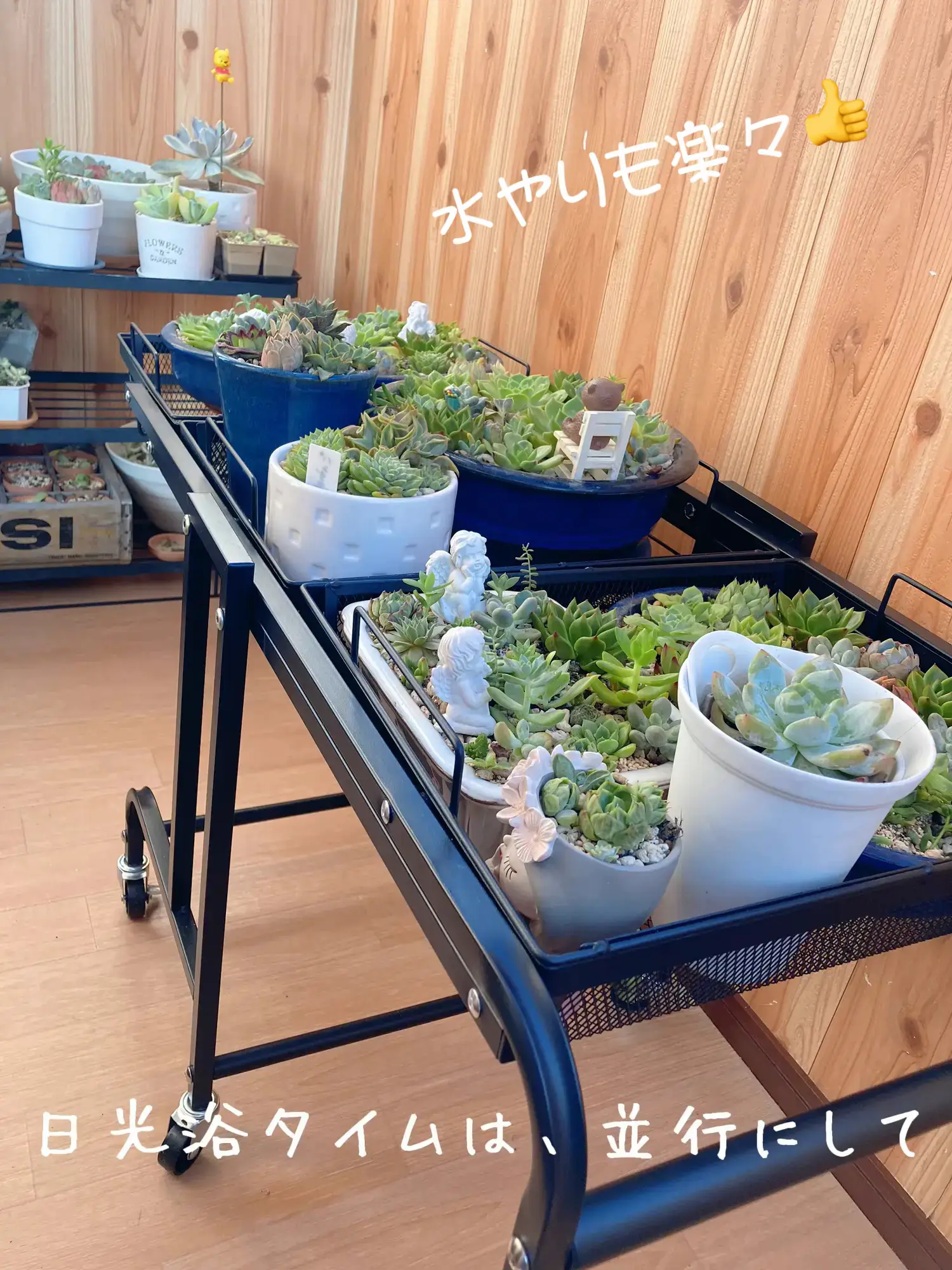 移動式ワゴン 多肉植物の日光浴✨🌵 | 謎肉球が投稿したフォトブック