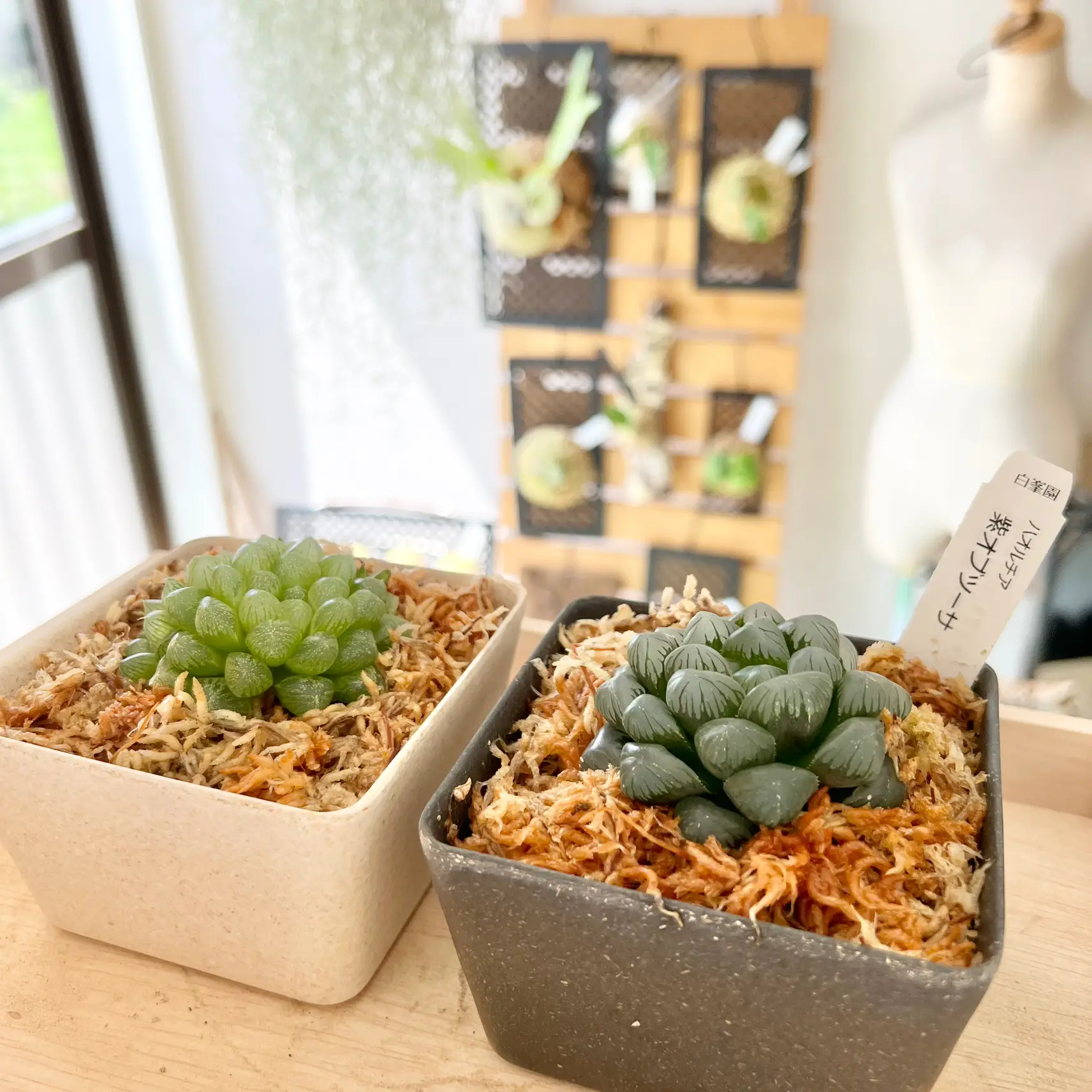多肉植物 ハオルチア 紫オブツーサ（多肉植物 ハオルチア 大紫 