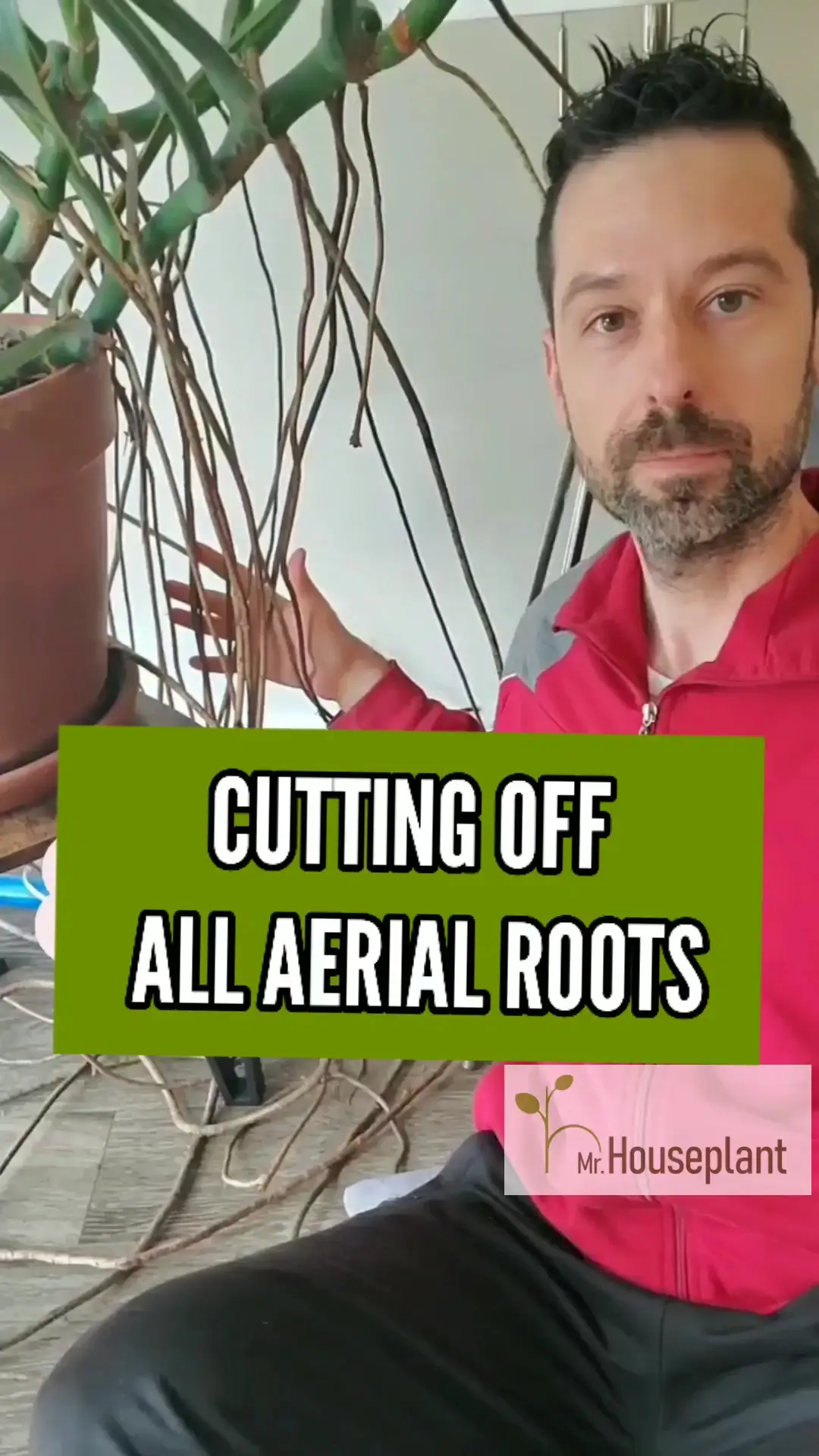 Cutting Aerial Roots on Monstera Video published by Mr. Houseplant