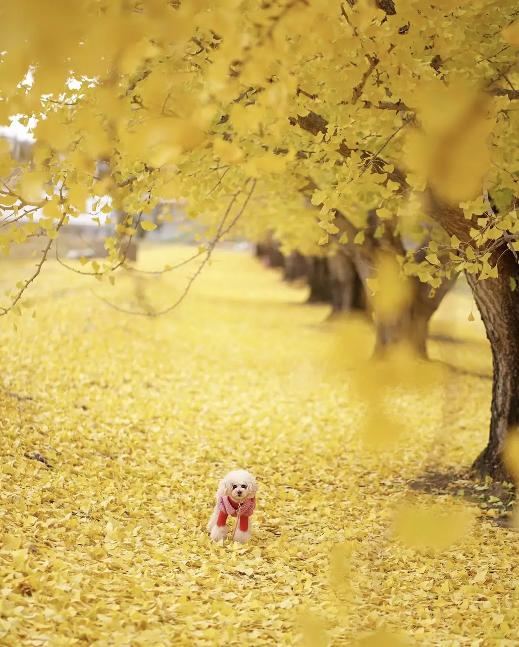 銀杏の葉の背景が写真 | TaniWinaが投稿したフォトブック | Lemon8