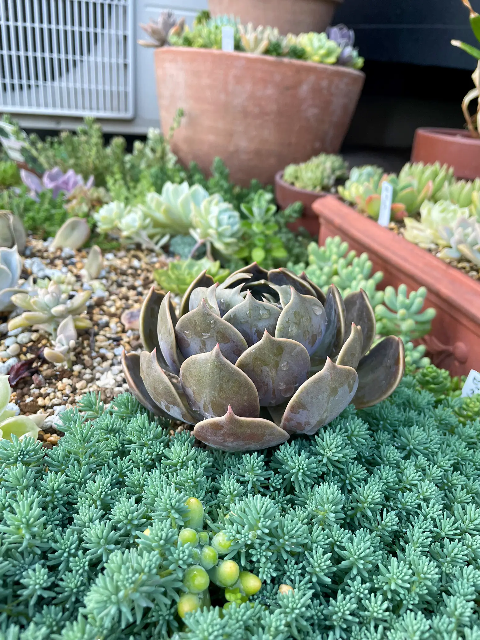 人気を誇る 多肉植物だょ～(⁠~⁠‾⁠▿⁠‾⁠)⁠~♡ 多肉植物+ 観葉植物