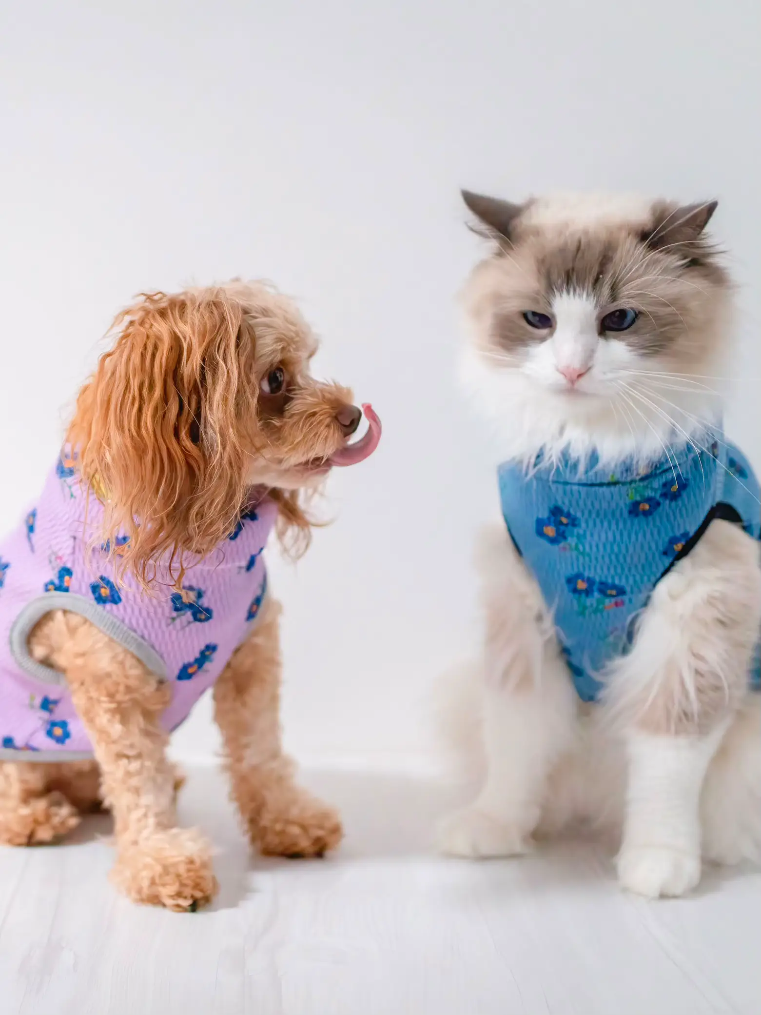 犬にキスされた猫🐶💗🐱 | ぱるのえ♡北海道で暮らす犬と猫が投稿した